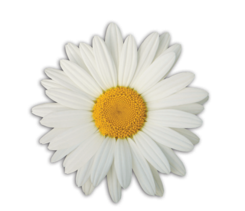 Close-up of a white daisy flower with a yellow center against a black background.
