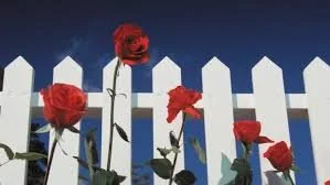 Blue Velvet (David Lynch)