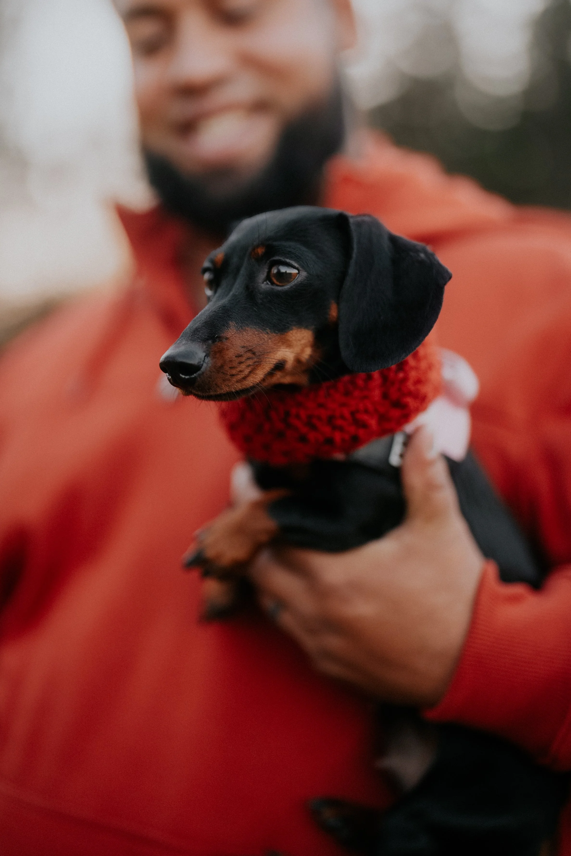 A person holding a small black and tan dachshund puppy wearing a red knitted scarf, outdoors with blurry background.