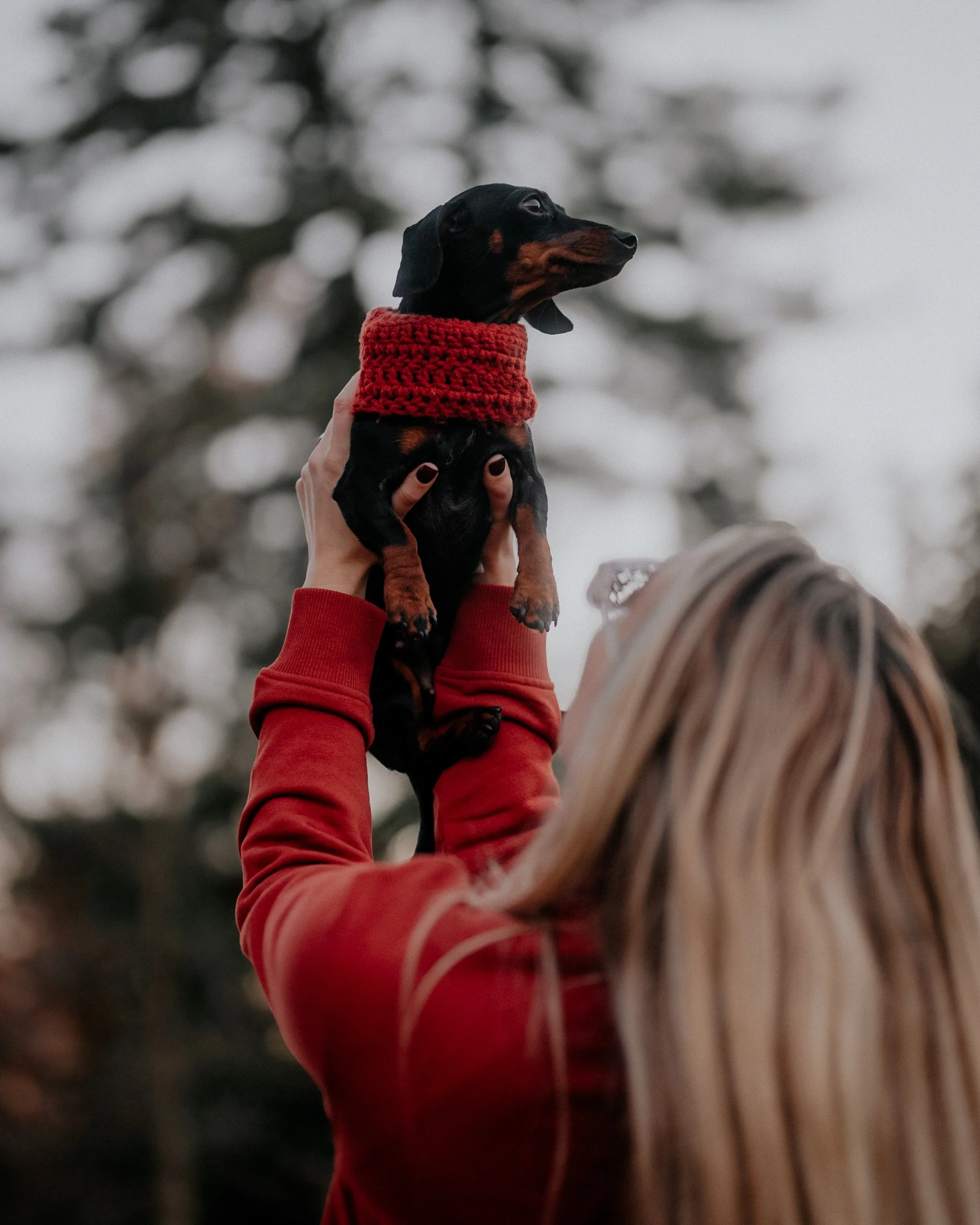 Person holding up a small black and brown dog wearing a red knitted scarf outdoors.