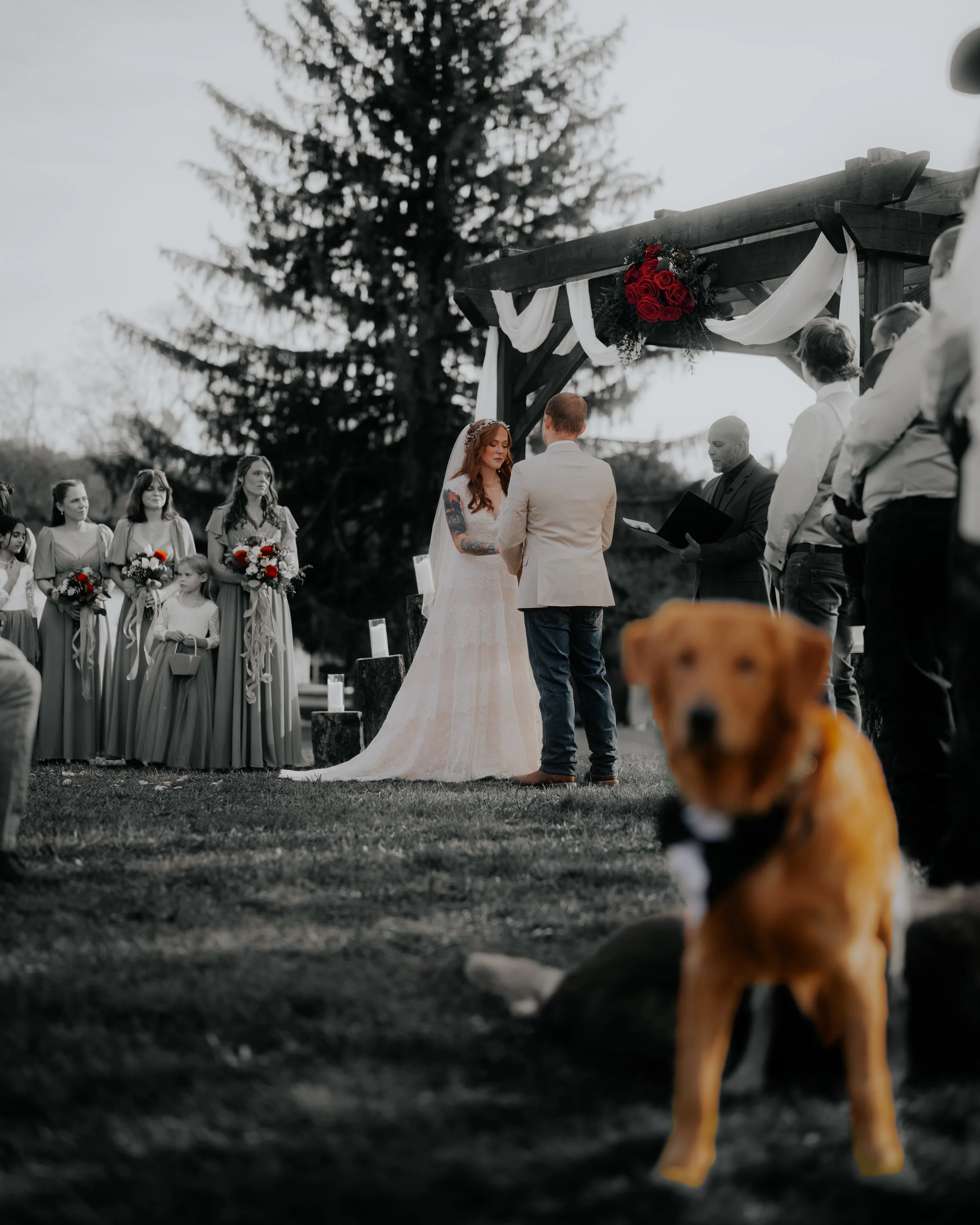 A couple gets married outdoors under a wooden arch decorated with white drapes and red roses, with bridesmaids and guests watching, and a dog in the foreground.