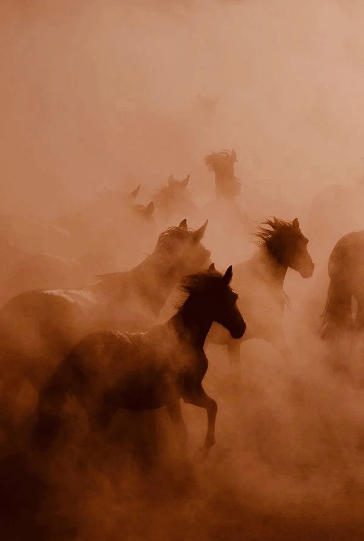 Stampede of horses
