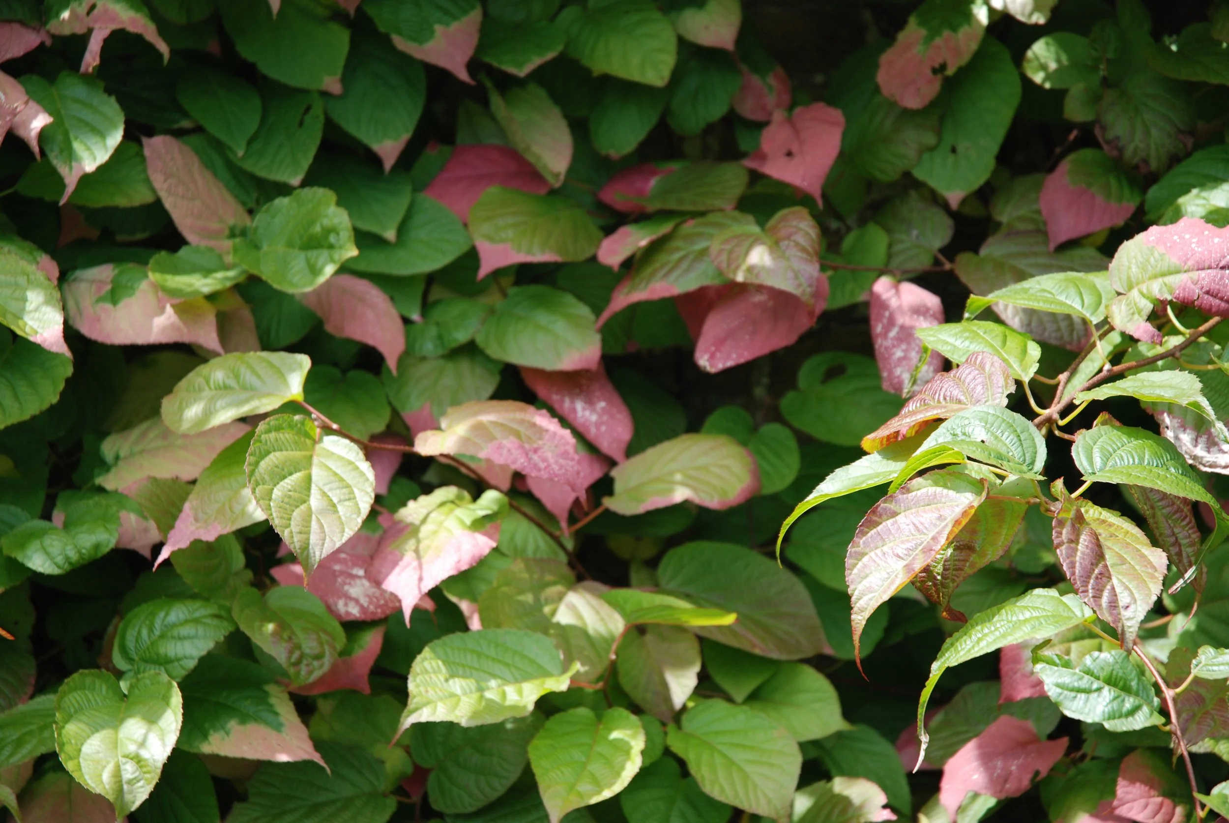 Close-up of green and pink variegated leaves on a bush or plant.