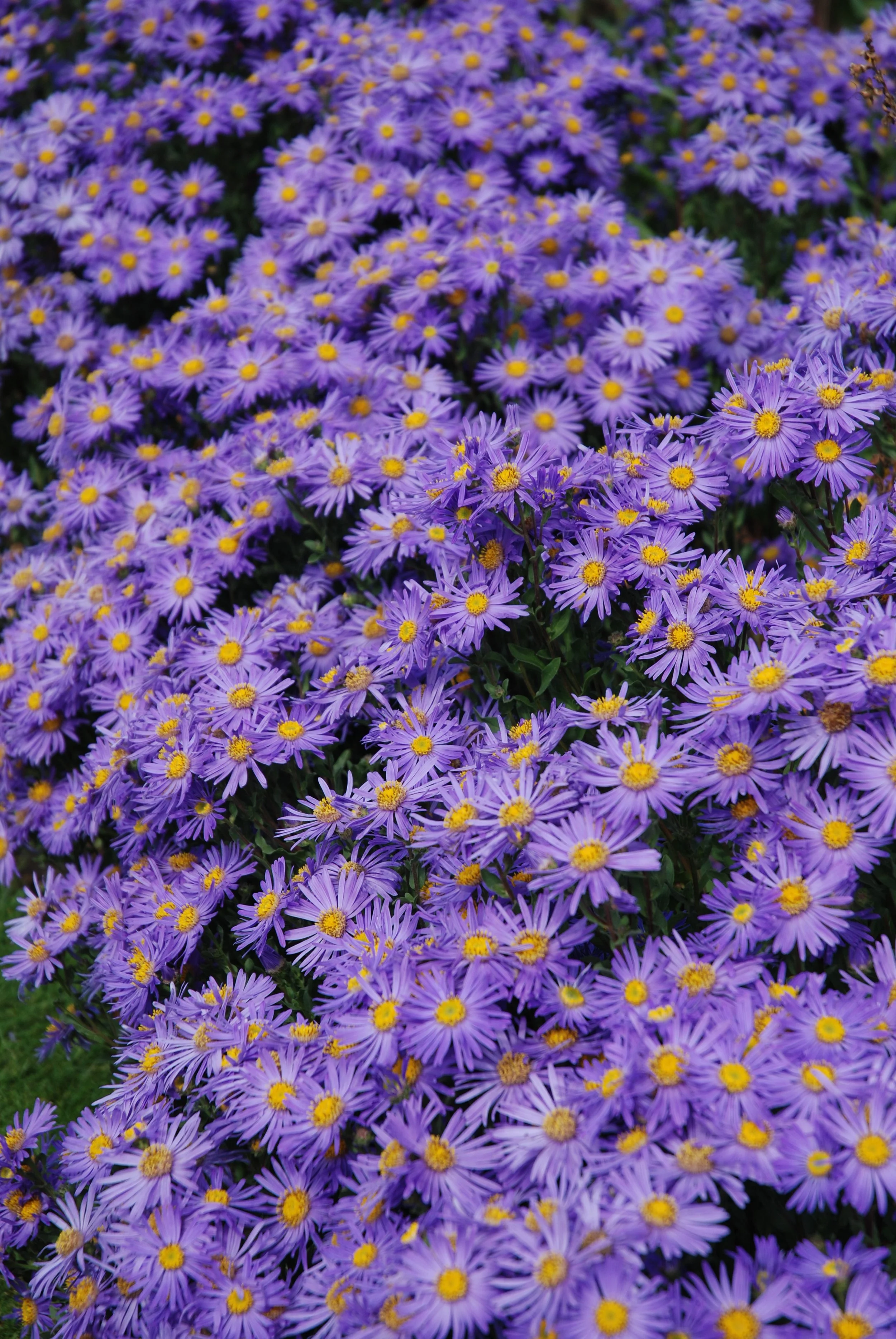 Purple daisies with yellow centers densely cover the ground in a garden.