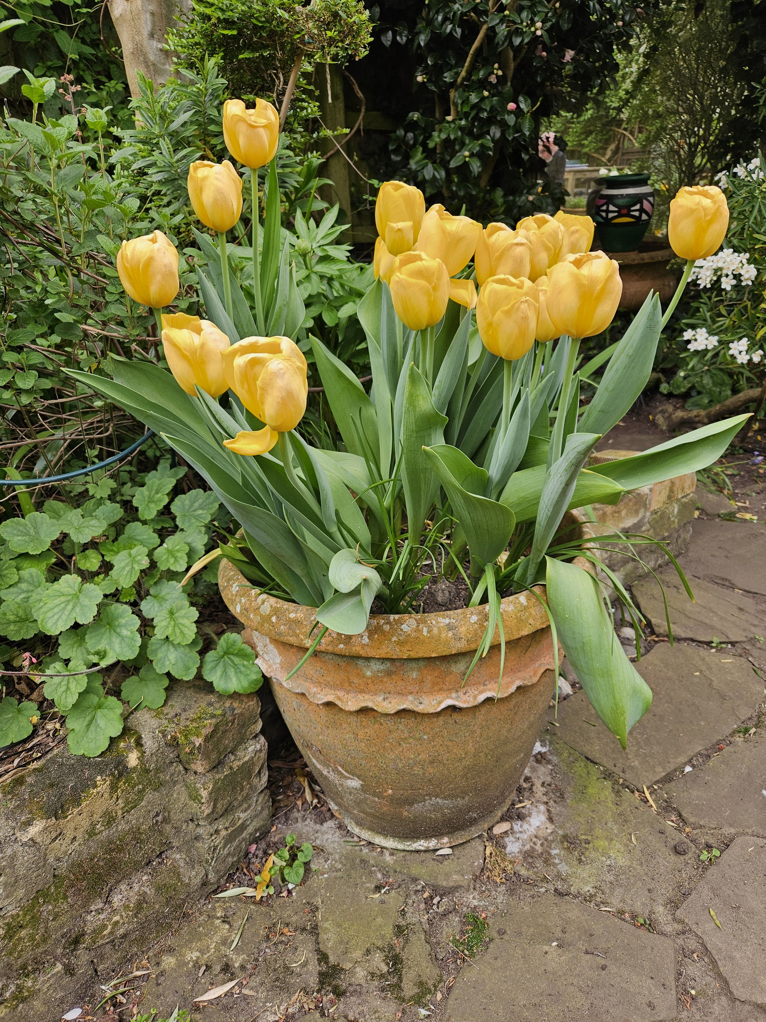 Yellow tulips in a large terracotta pot in a garden with green foliage and a stone walkway.
