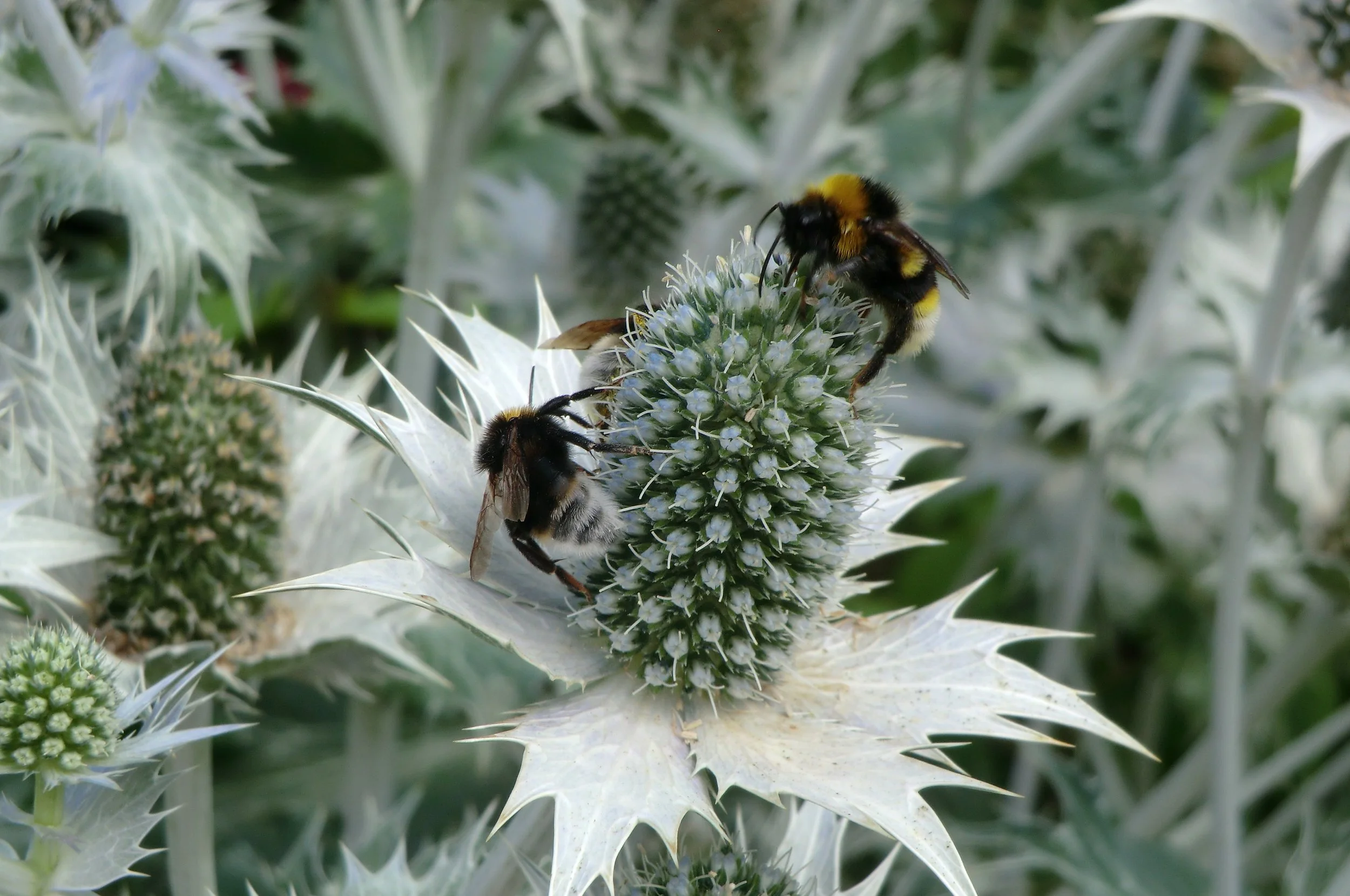 Close-up of bumblebees on a thorny, spiky plant with white and green foliage