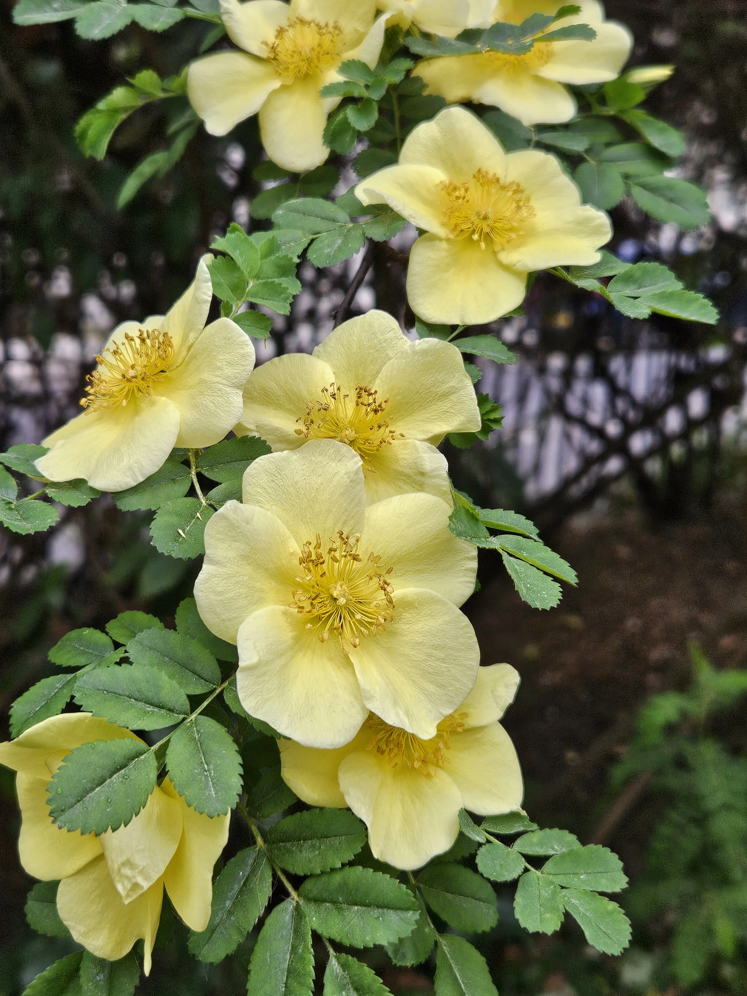Yellow flowers with delicate petals and yellow stamens clustered among green serrated leaves.