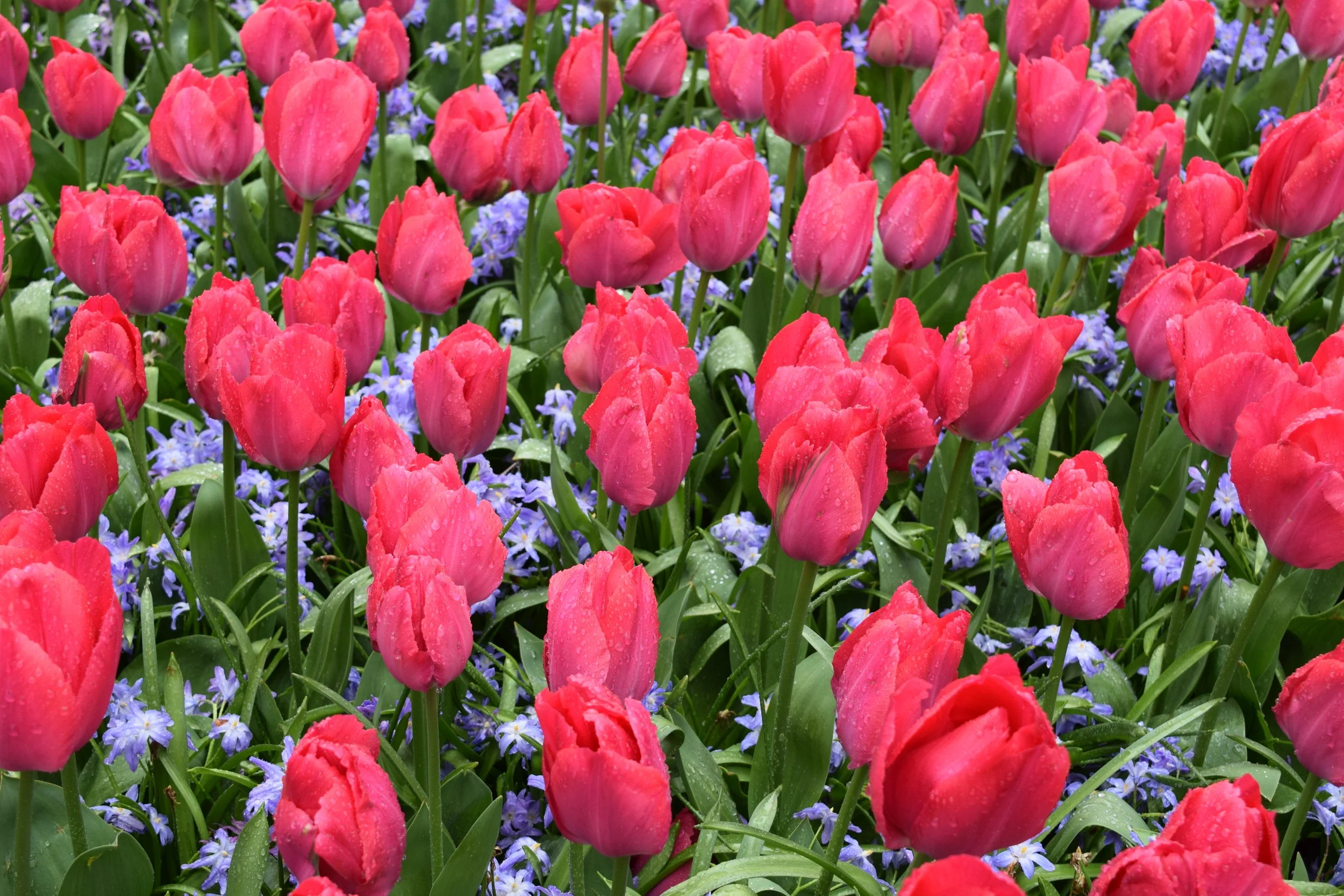 Close-up of pink tulips with water droplets on petals, surrounded by small purple flowers and green foliage.