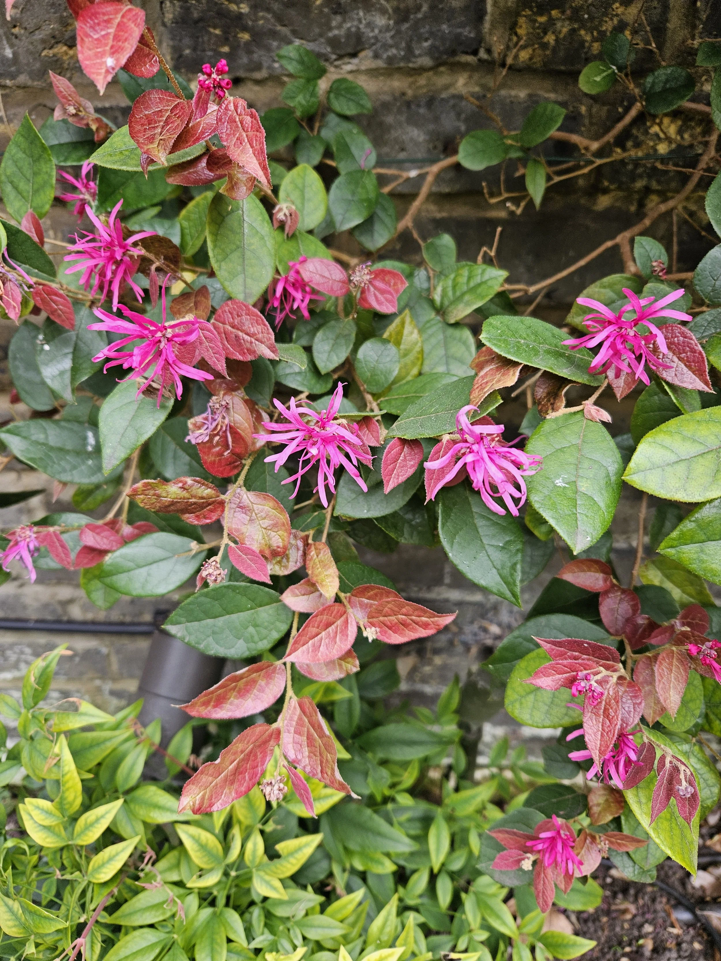 Pink flowers with long, thin petals and green leaves growing along a brick wall.