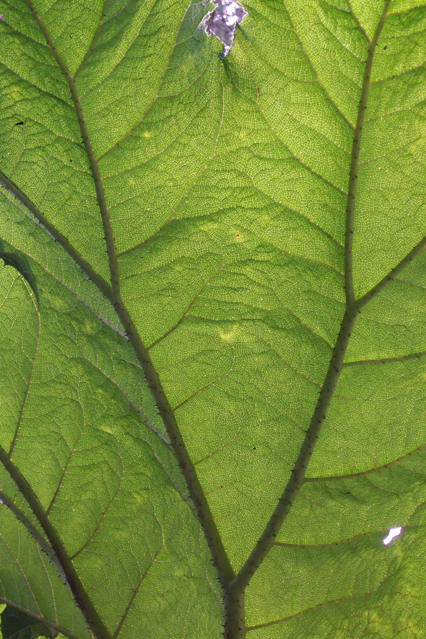 Close-up of green leaves with visible veins and structure.