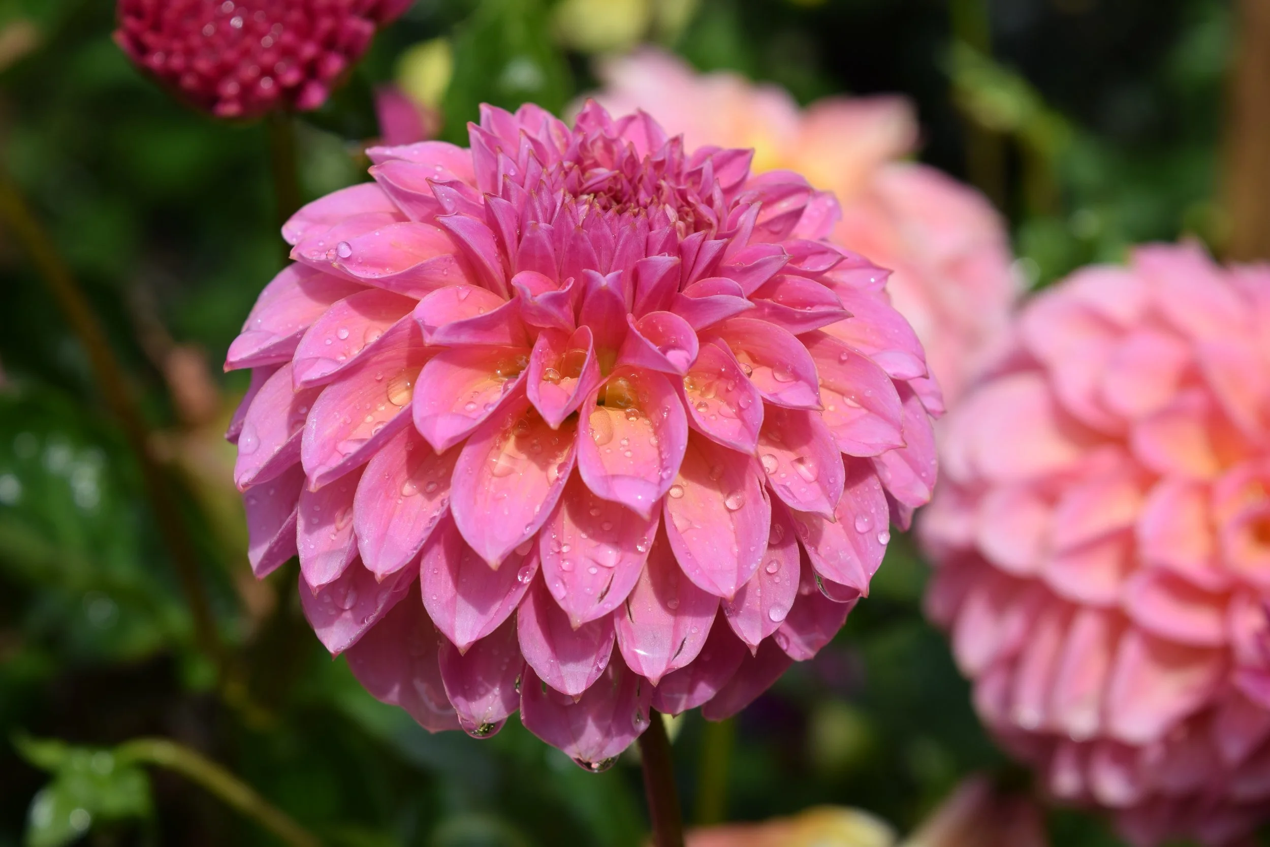 Close-up of a pink dahlia flower with water droplets on its petals, with a blurred background of green foliage and other flowers.