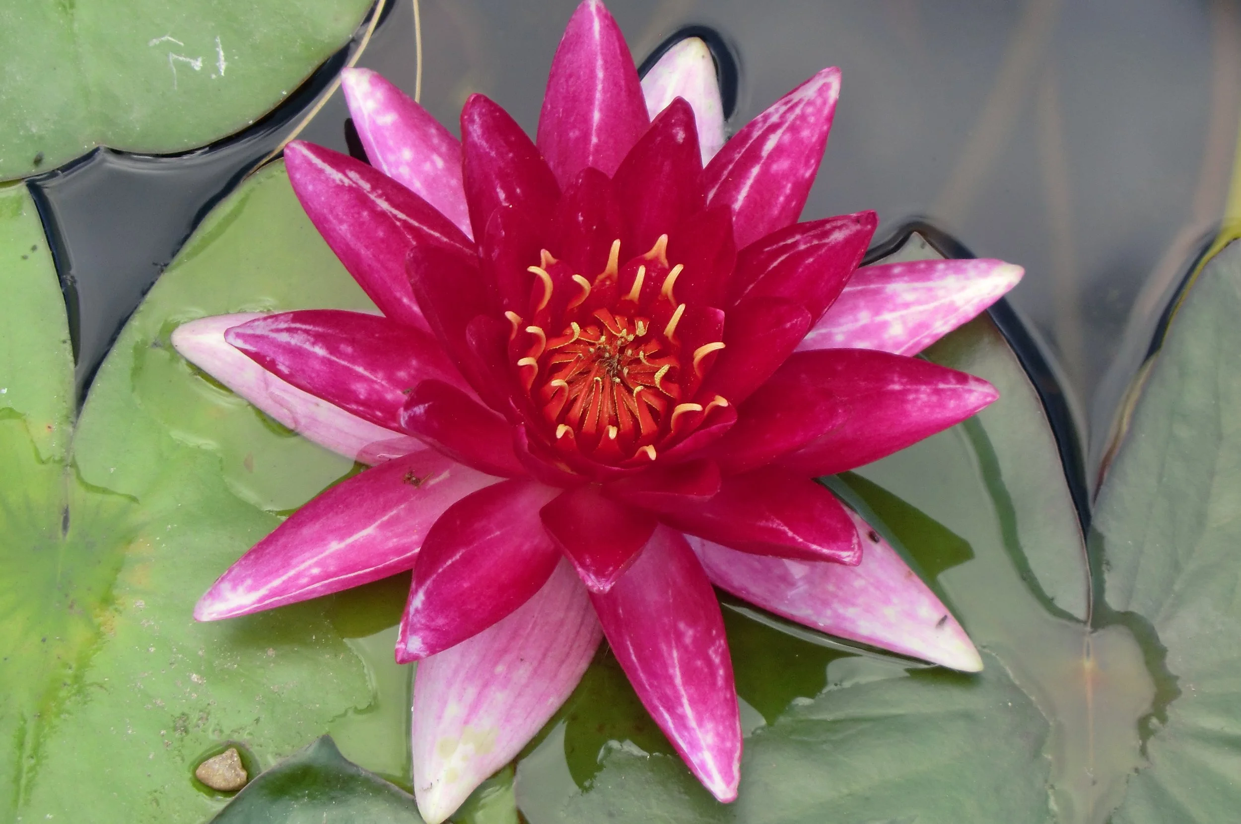A pink water lily flower floating on water among green lily pads.