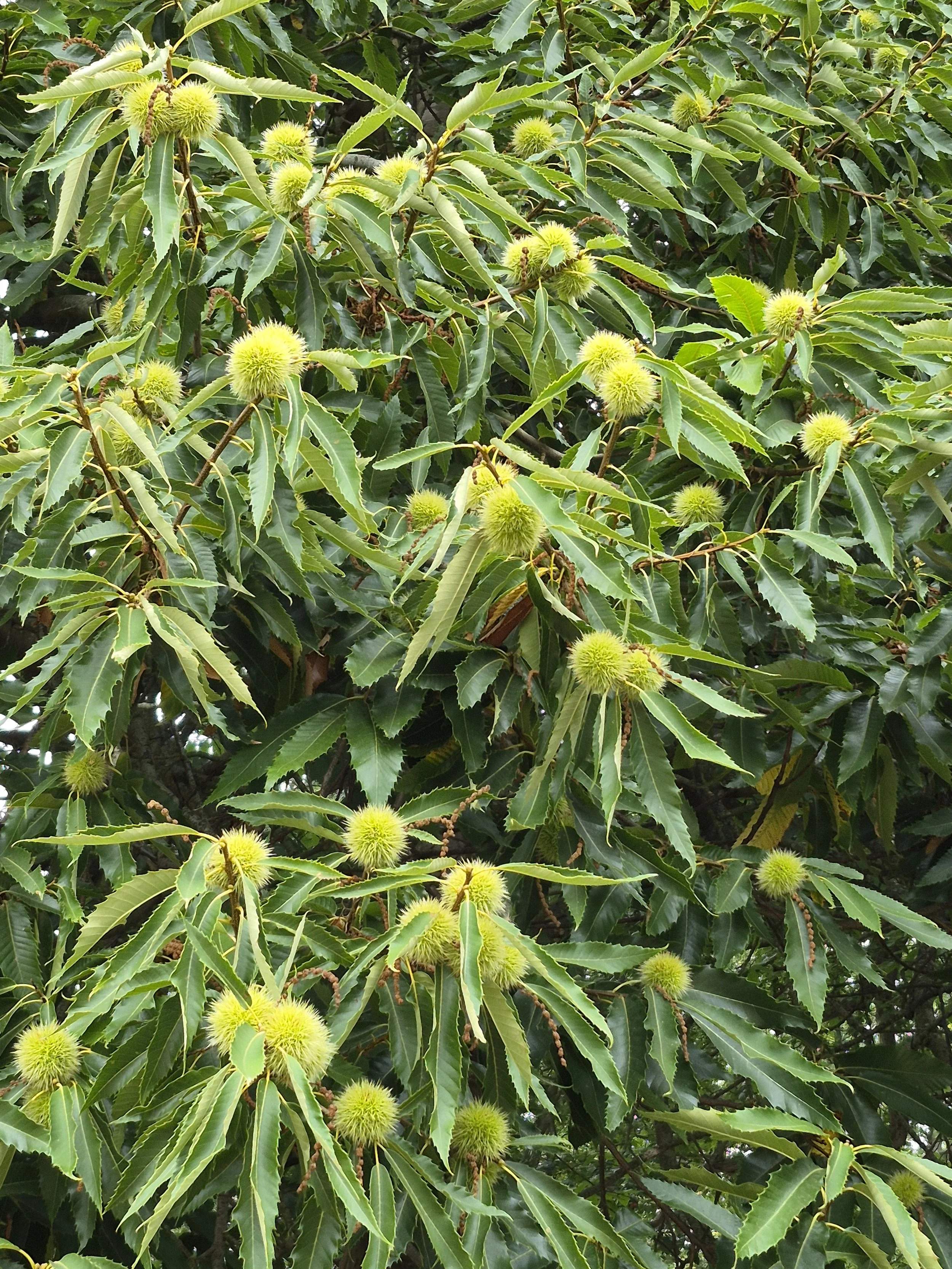 Sweet Chestnut (2).jpg