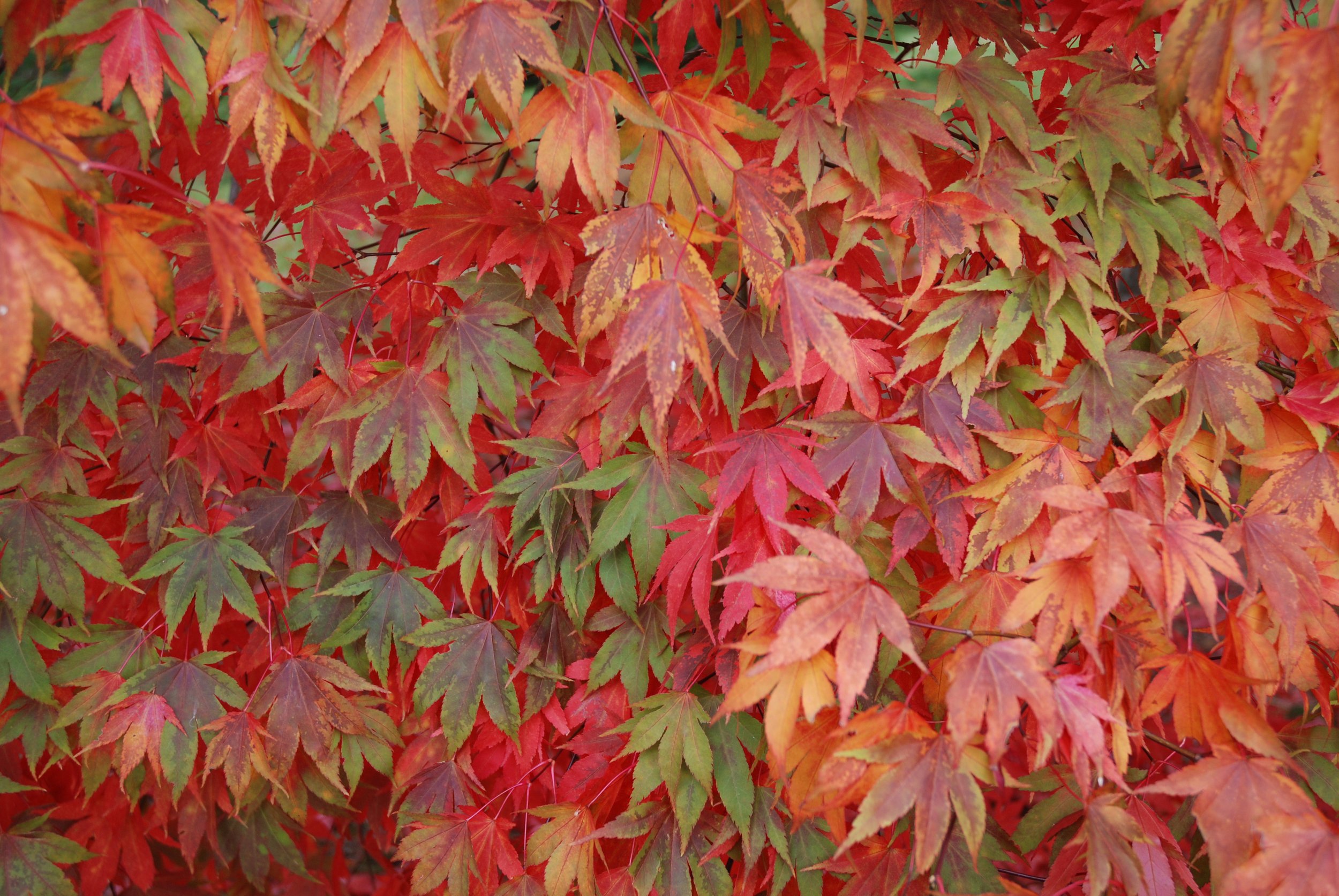 Close-up of vibrant red, orange, and green autumn maple leaves.