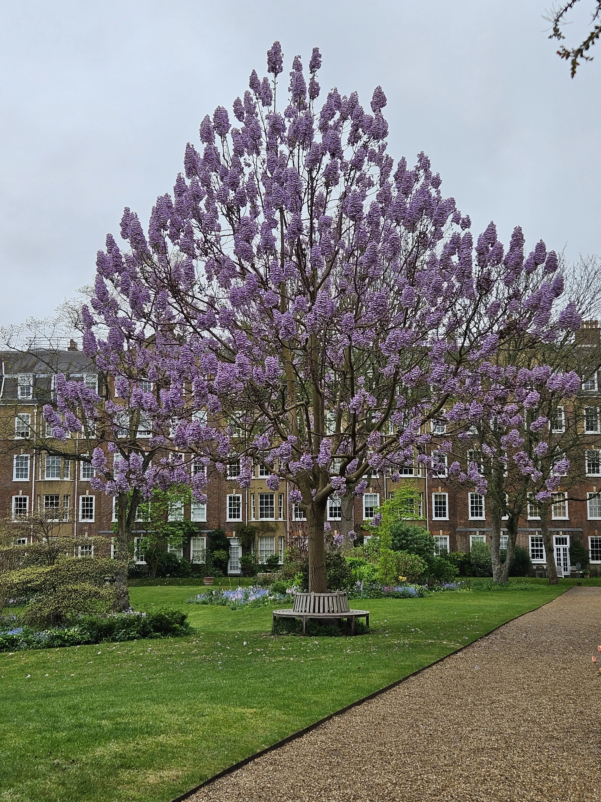 A park with a large purple flowering tree in the center, surrounded by green grass and smaller trees, with residential buildings in the background and a curved gravel pathway in the foreground.
