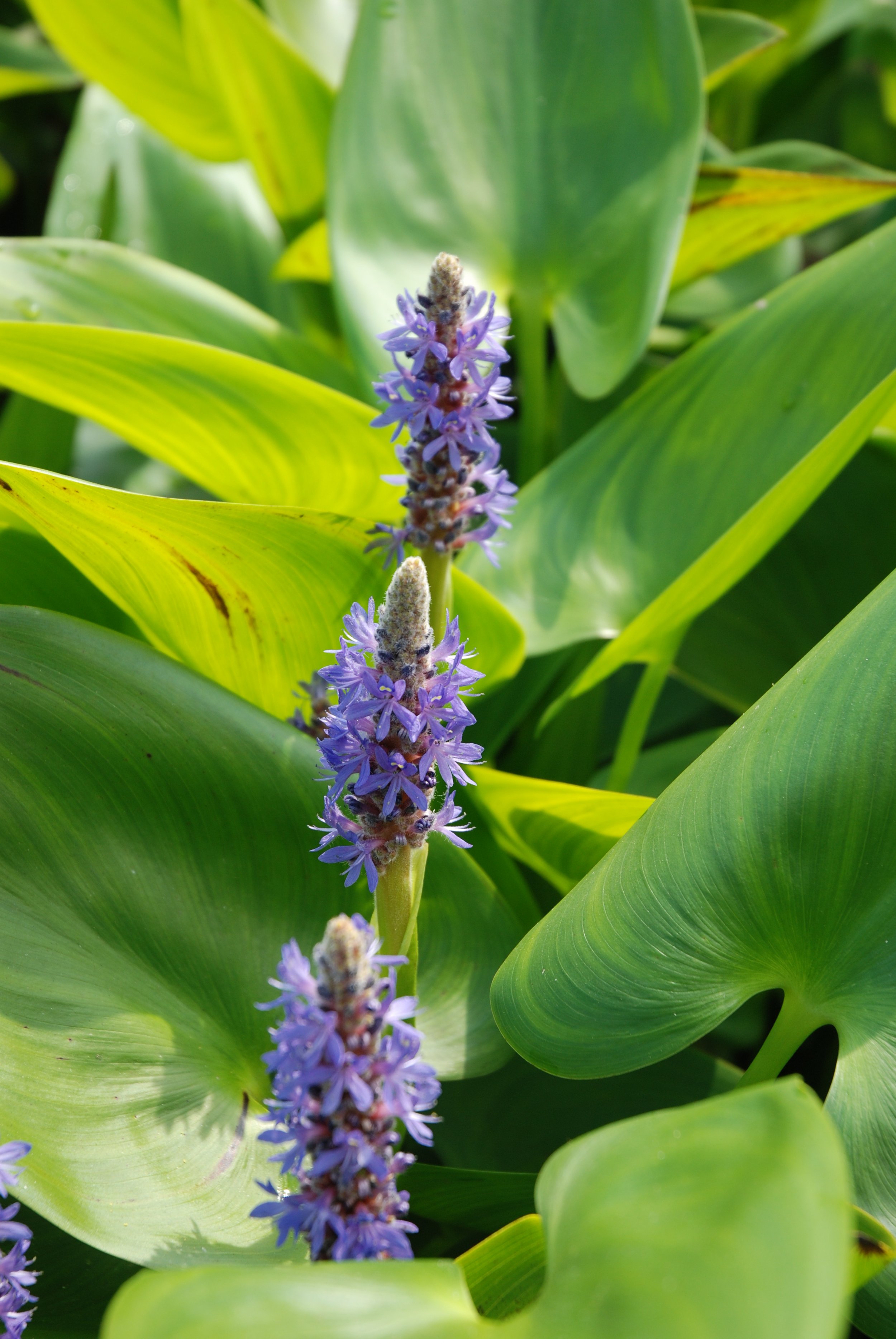Close-up of purple flowers with green leaves in the background.