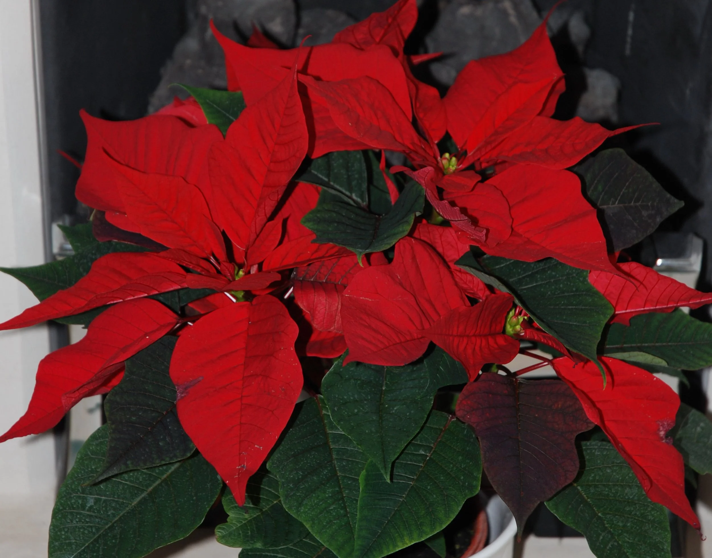 Close-up of a poinsettia plant with bright red and dark green leaves, set against a dark background.