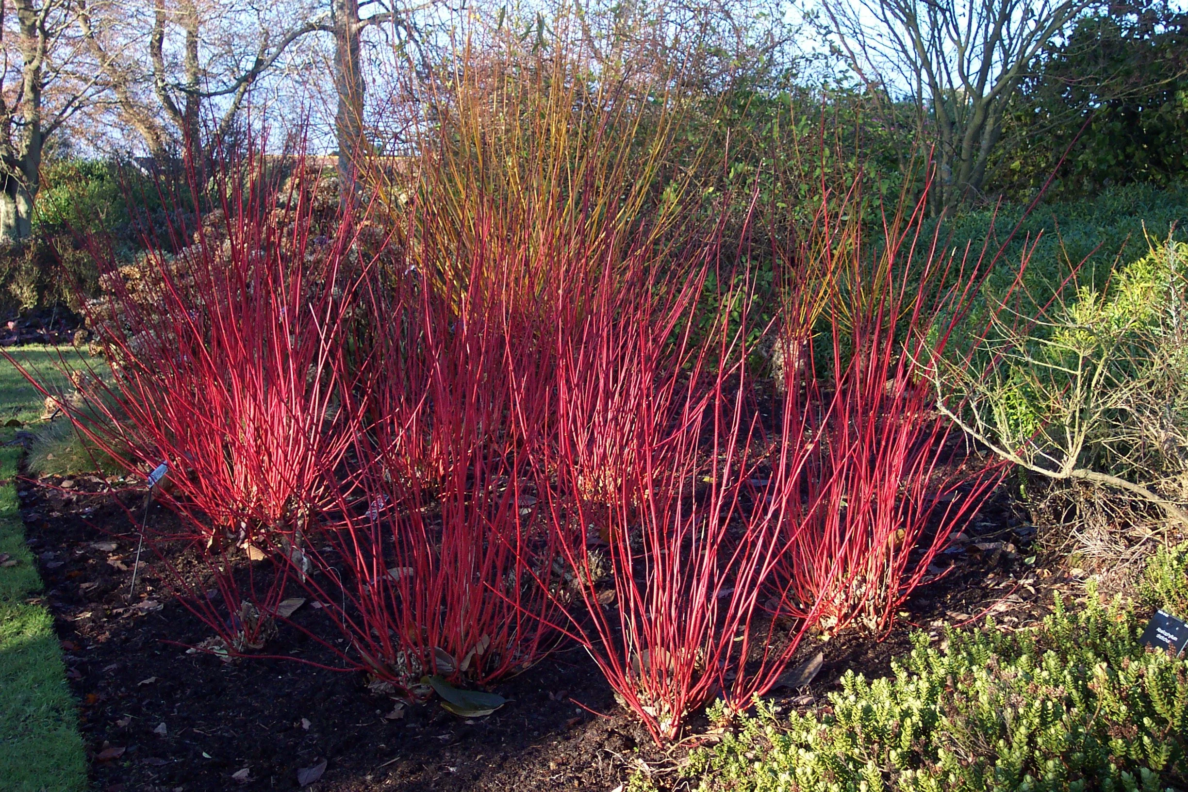 Red ornamental grass plant in a garden bed with other shrubs and trees in the background.