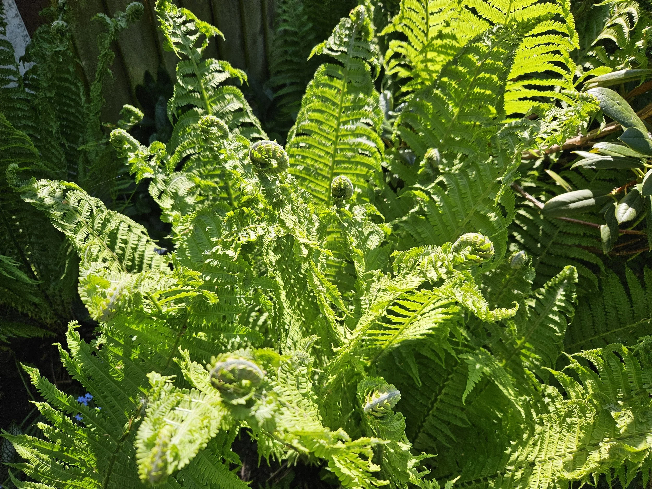 Green fern plants with detailed fronds in sunlight.