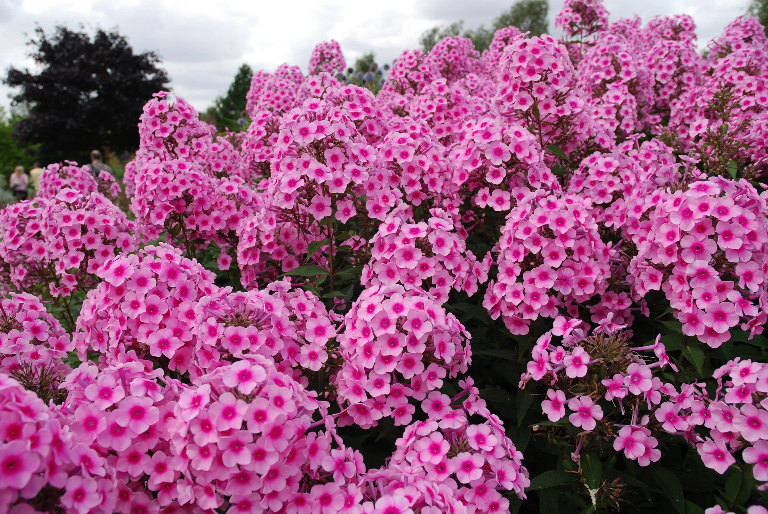 Bright pink and white flowers covering most of the scene, with some trees and a cloudy sky in the background.