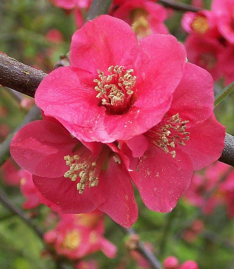 Close-up of vibrant pink flowers with yellow stamens on a tree branch.