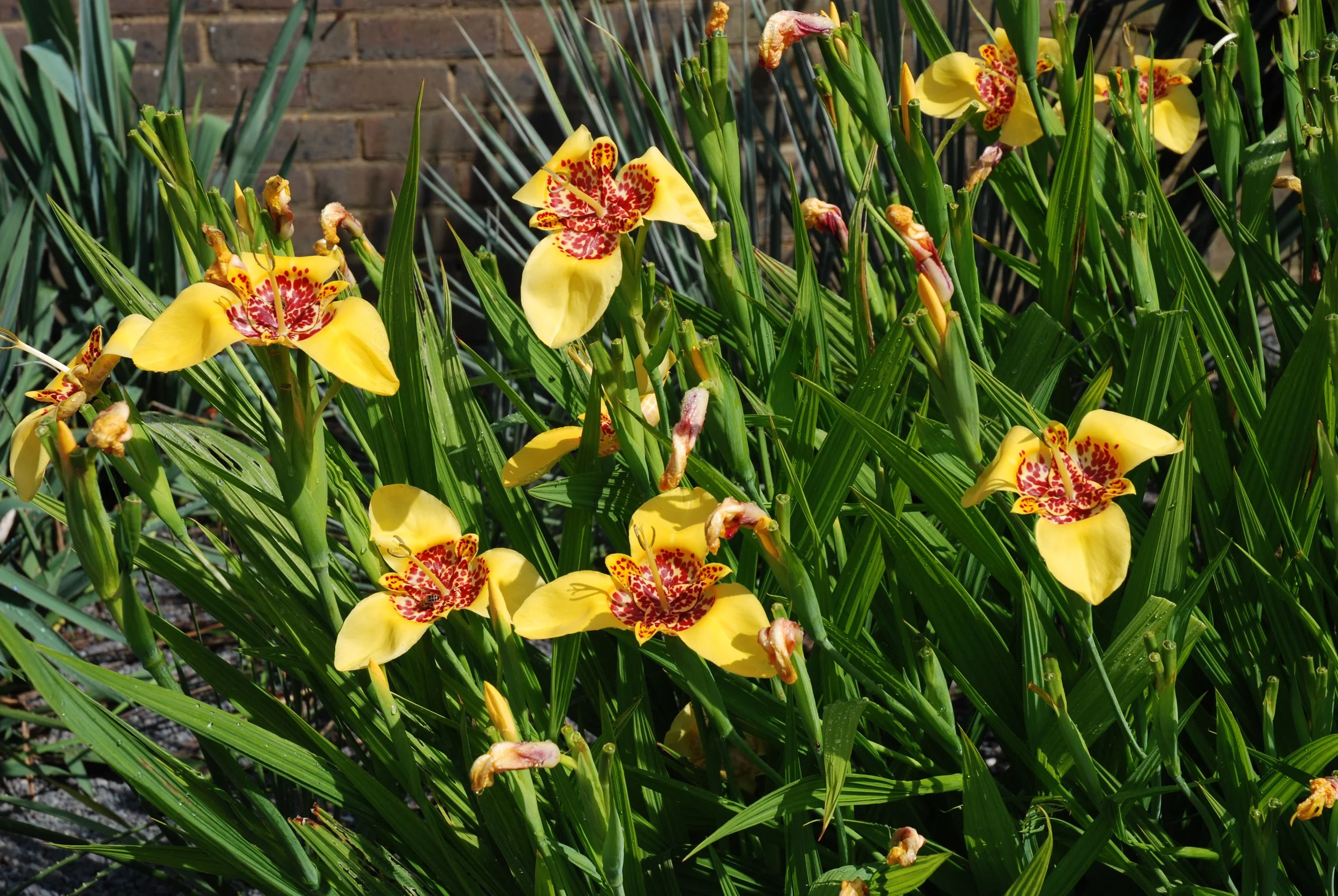 Yellow flowers with red markings blooming among green leaves in a garden with a brick wall in the background.