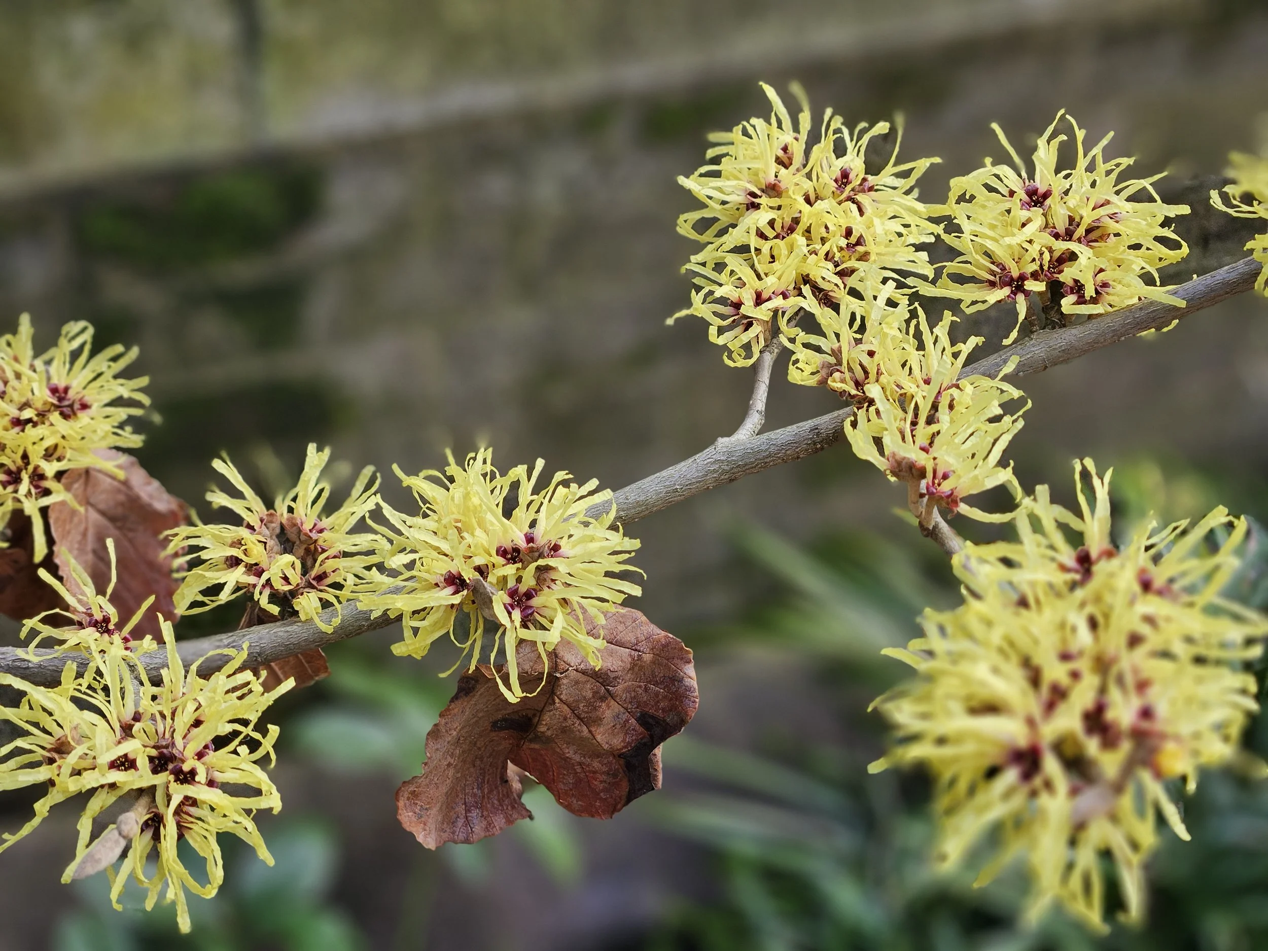 Yellow witch hazel flowers blooming on a tree branch with some brown leaves.