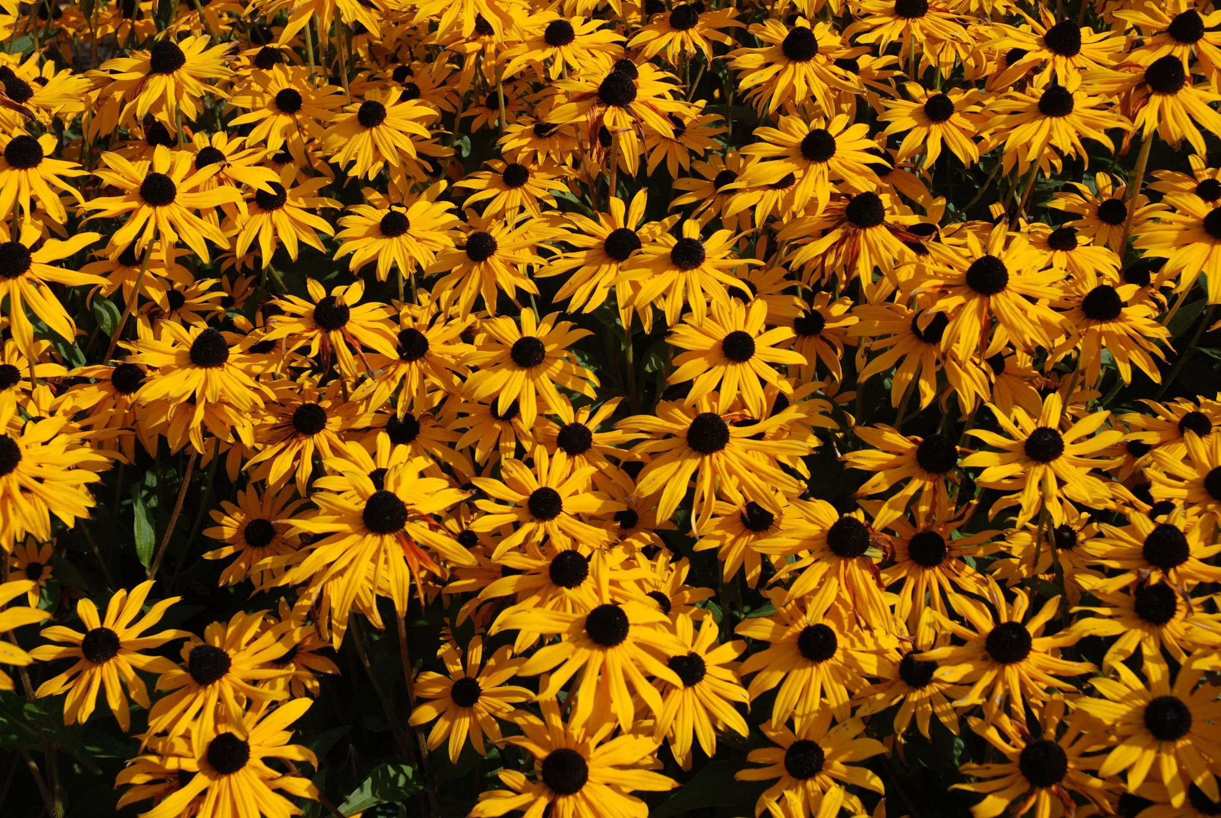 A dense cluster of yellow flowers with black centers, likely Black-eyed Susans, filling the entire frame.