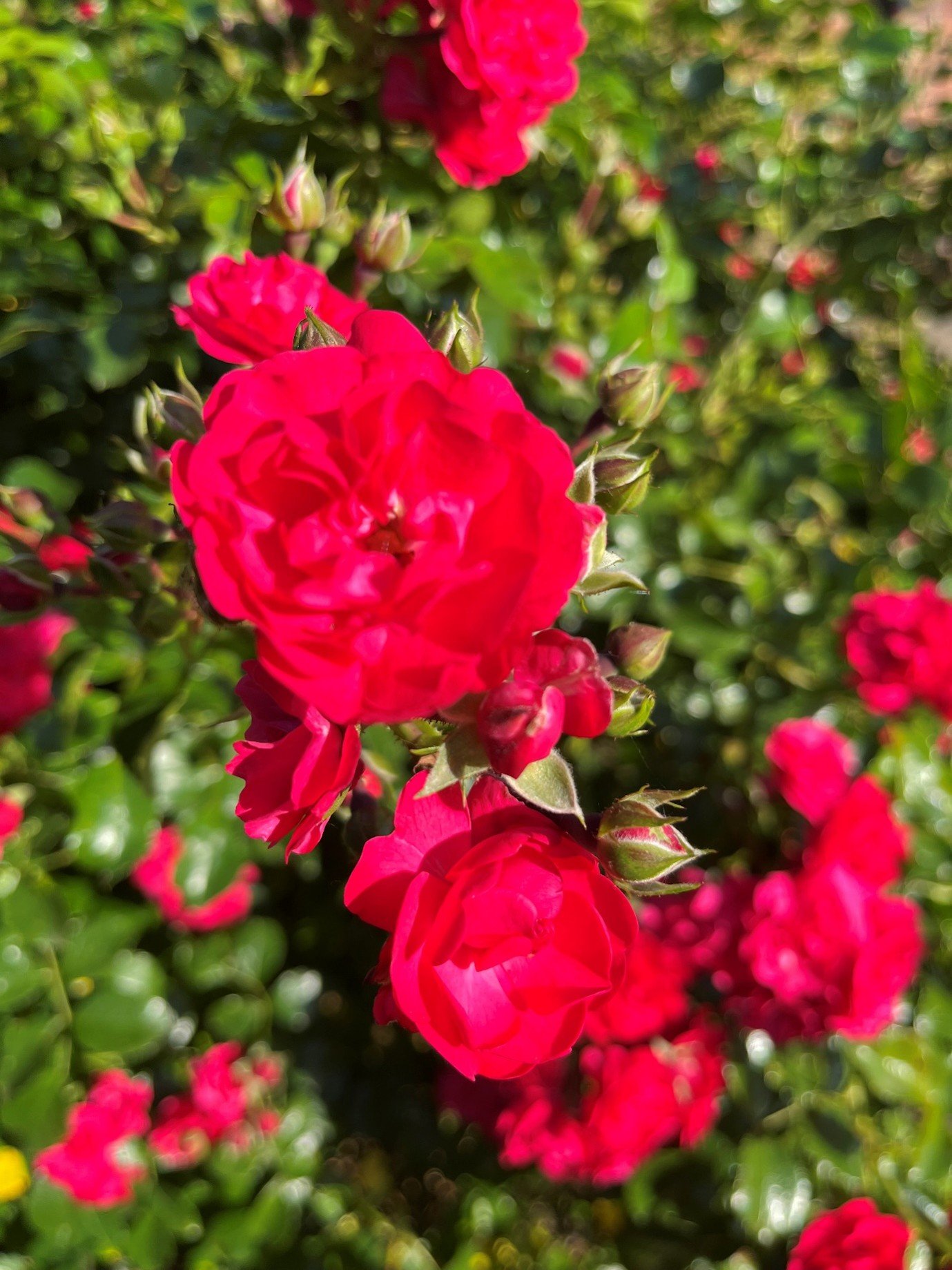 Roses