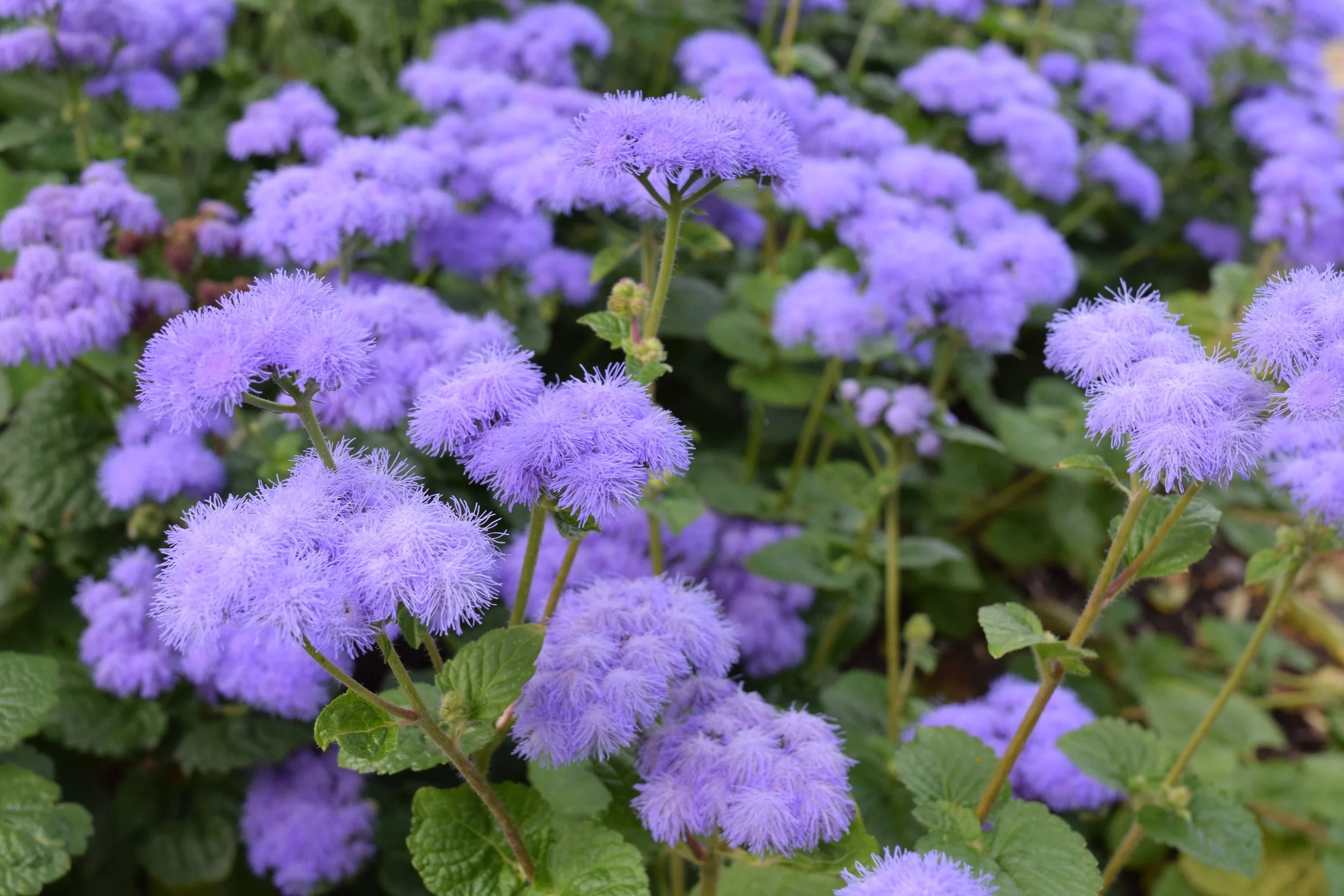 Close-up of purple flowers with feathery, fluffy petals and green leaves in the background.