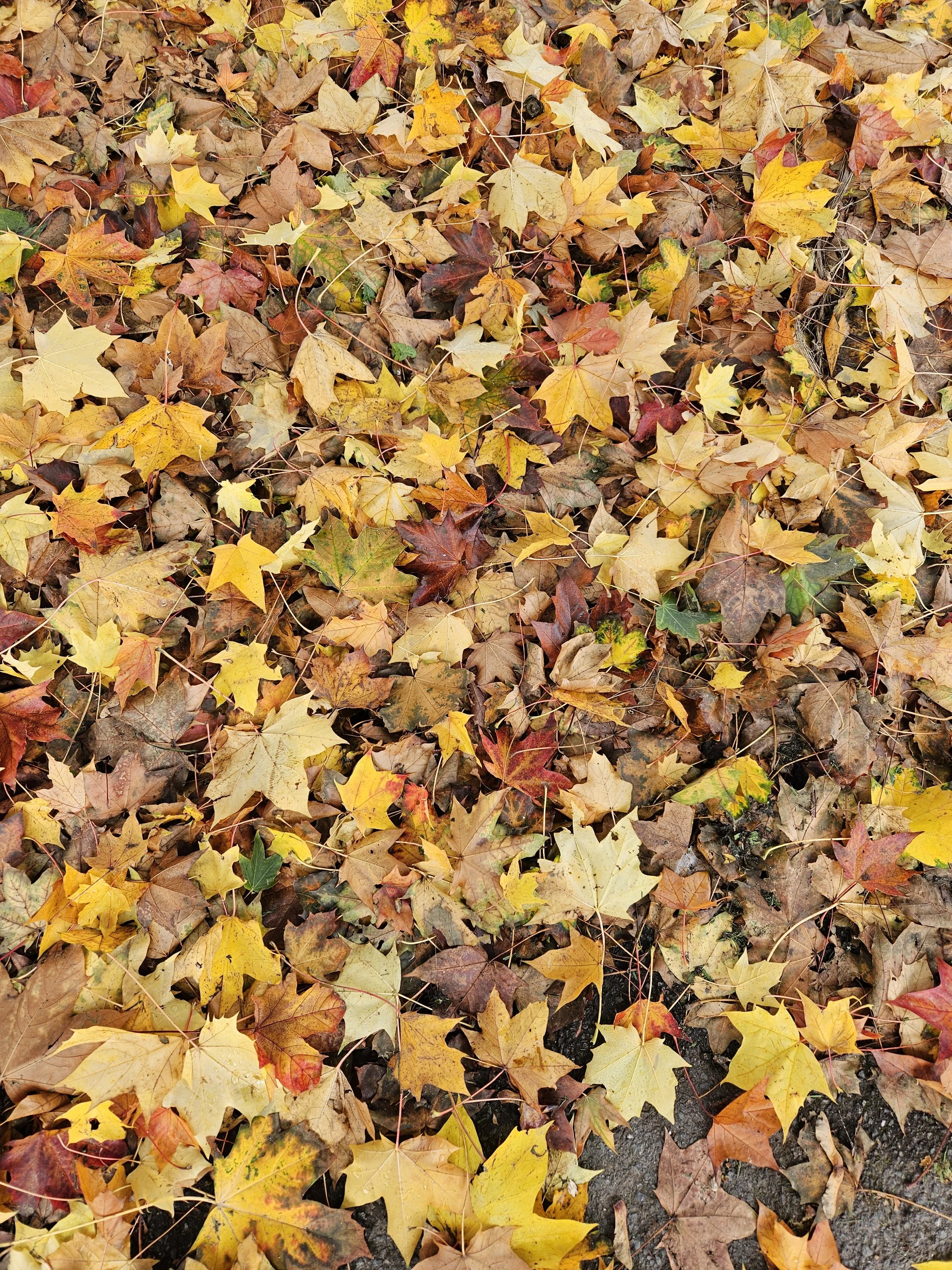 Leaves