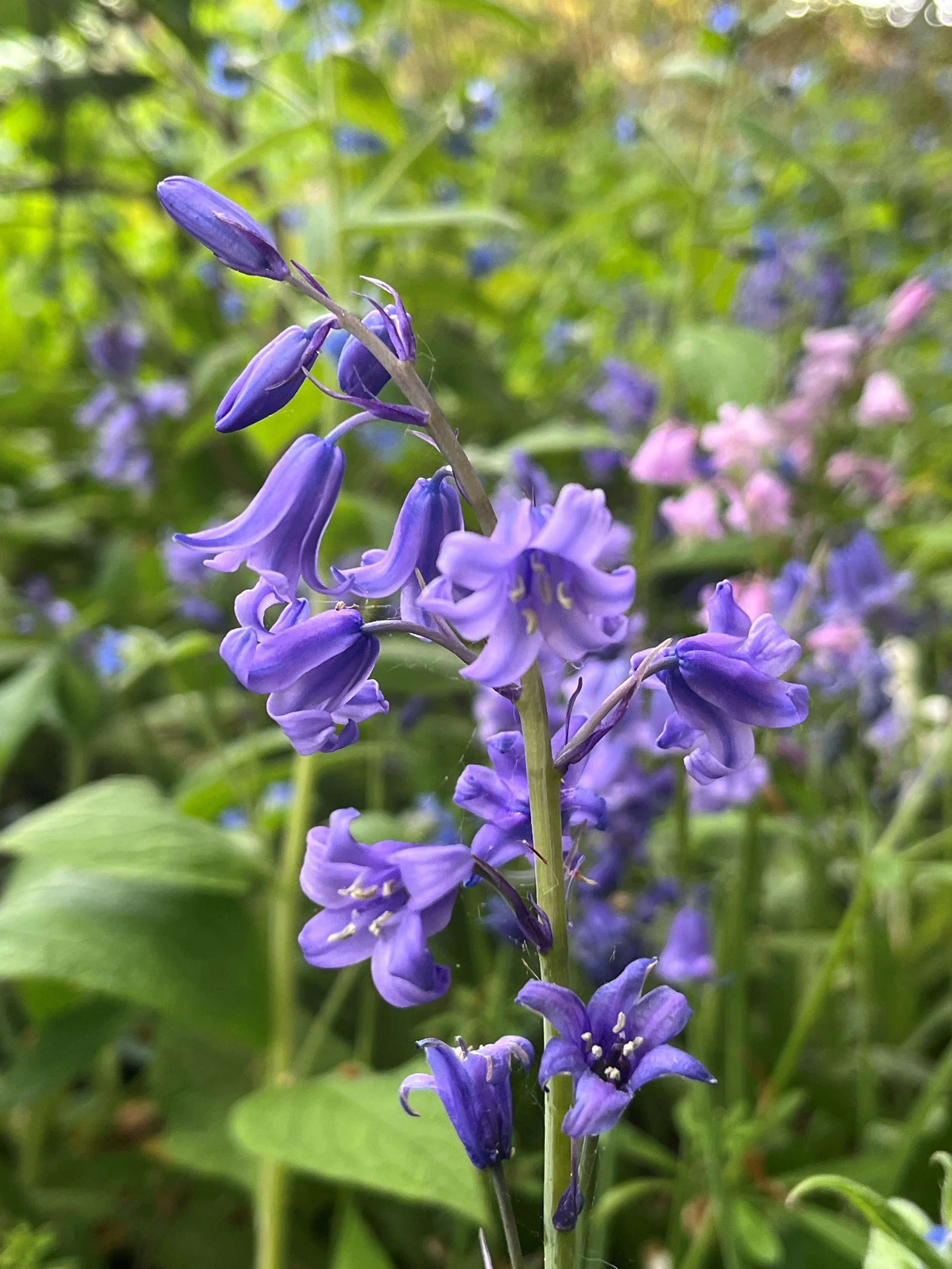 Close-up of a purple flower spike with bell-shaped blossoms and green foliage in the background.