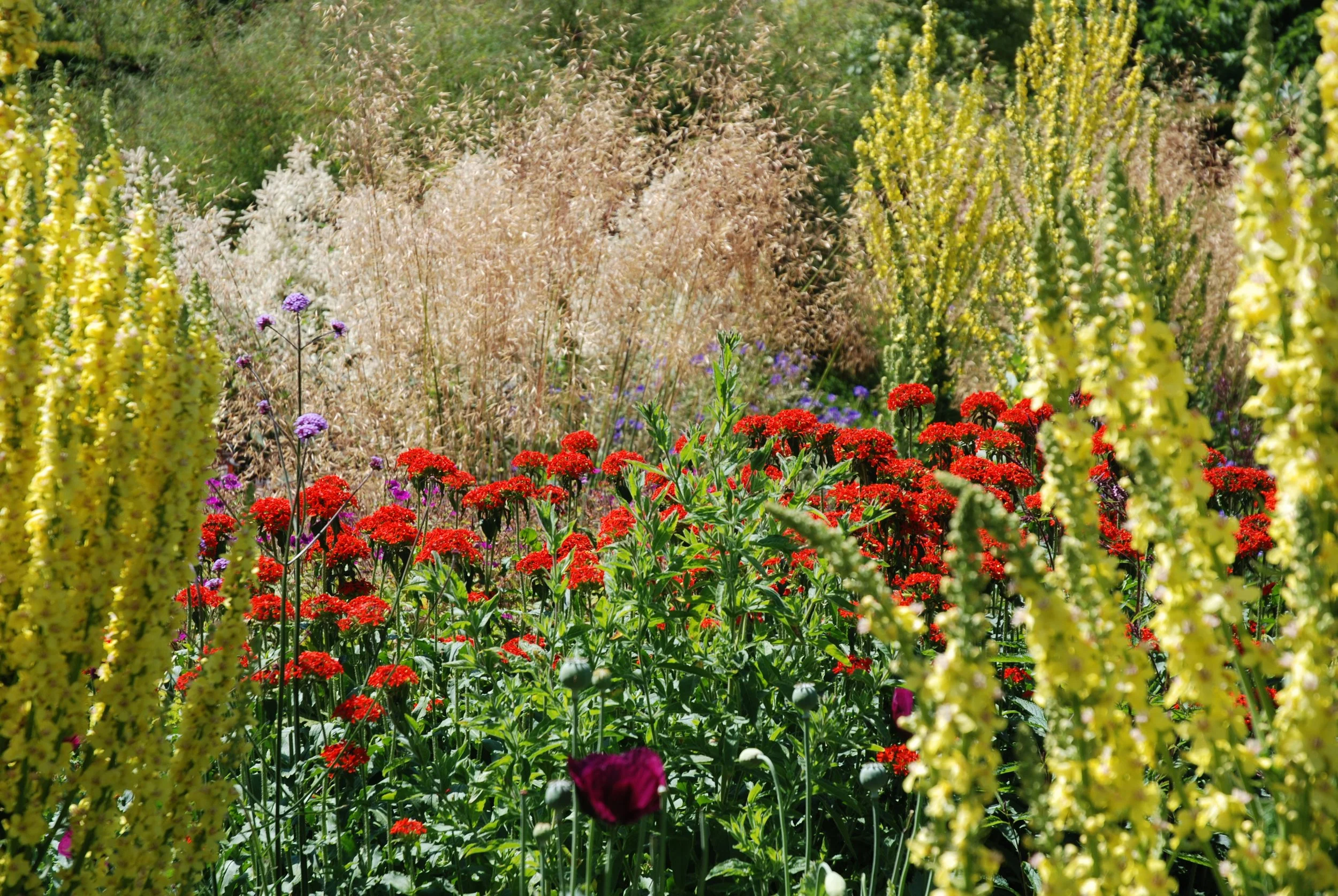 A vibrant garden filled with colorful flowers and tall yellow and beige grasses.