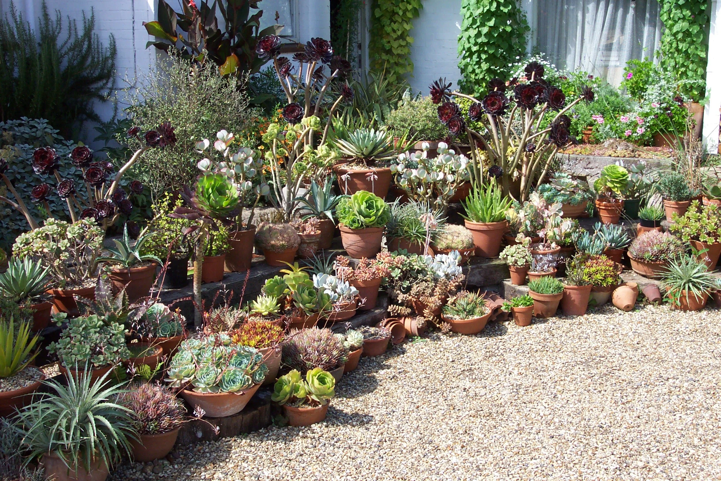 A garden with a variety of potted succulents and plants arranged outdoors on a raised surface, with some climbing plants on the wall, a gravel ground, and a white brick wall in the background.