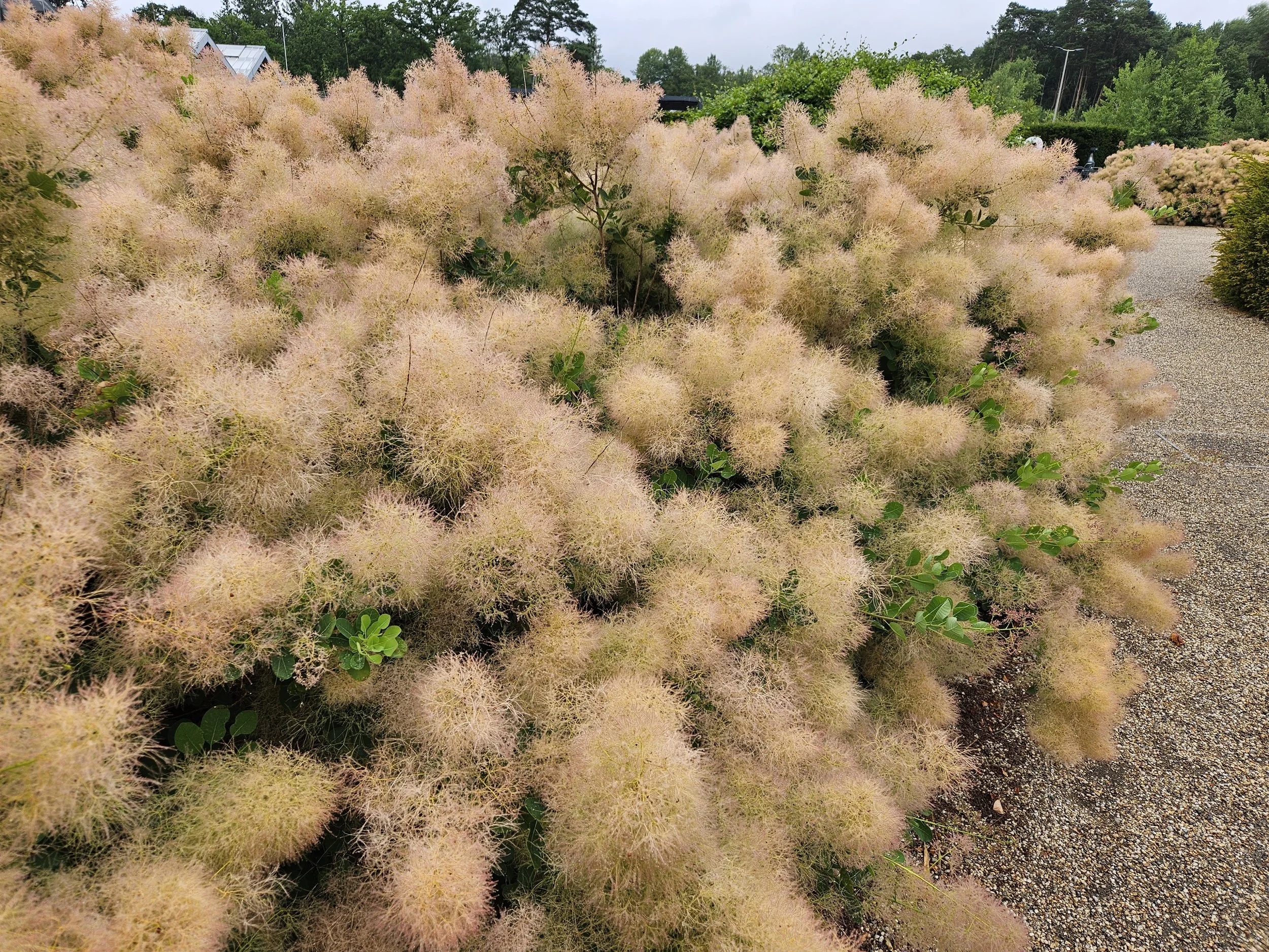 Bushes with fluffy, light-colored flowers, along a gravel path, with trees and a cloudy sky in the background.