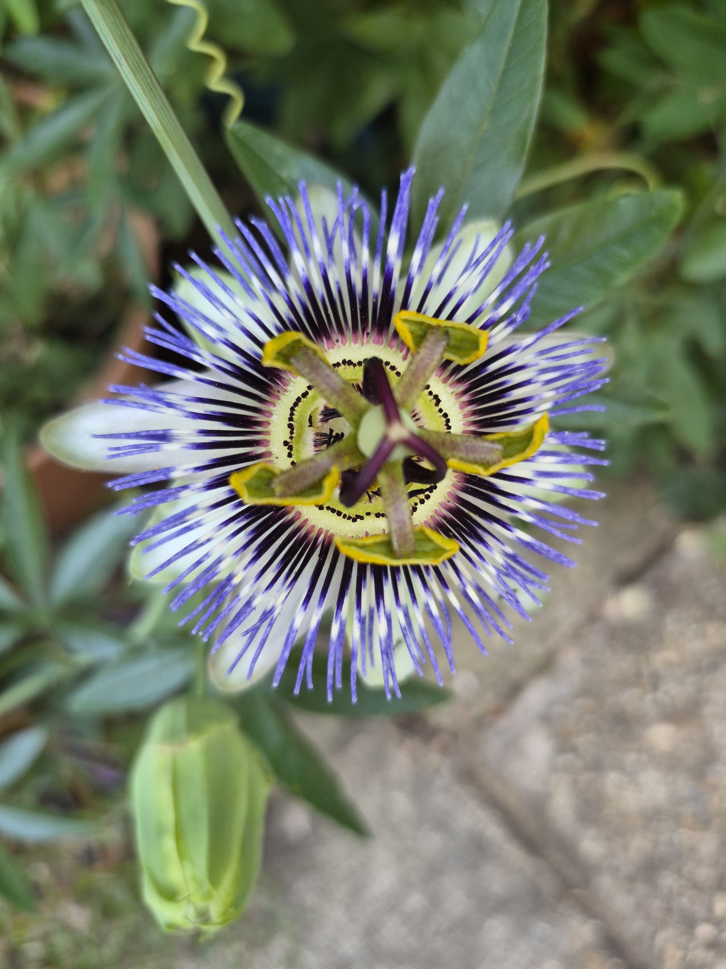 Passiflora caerulea the Passion Flower