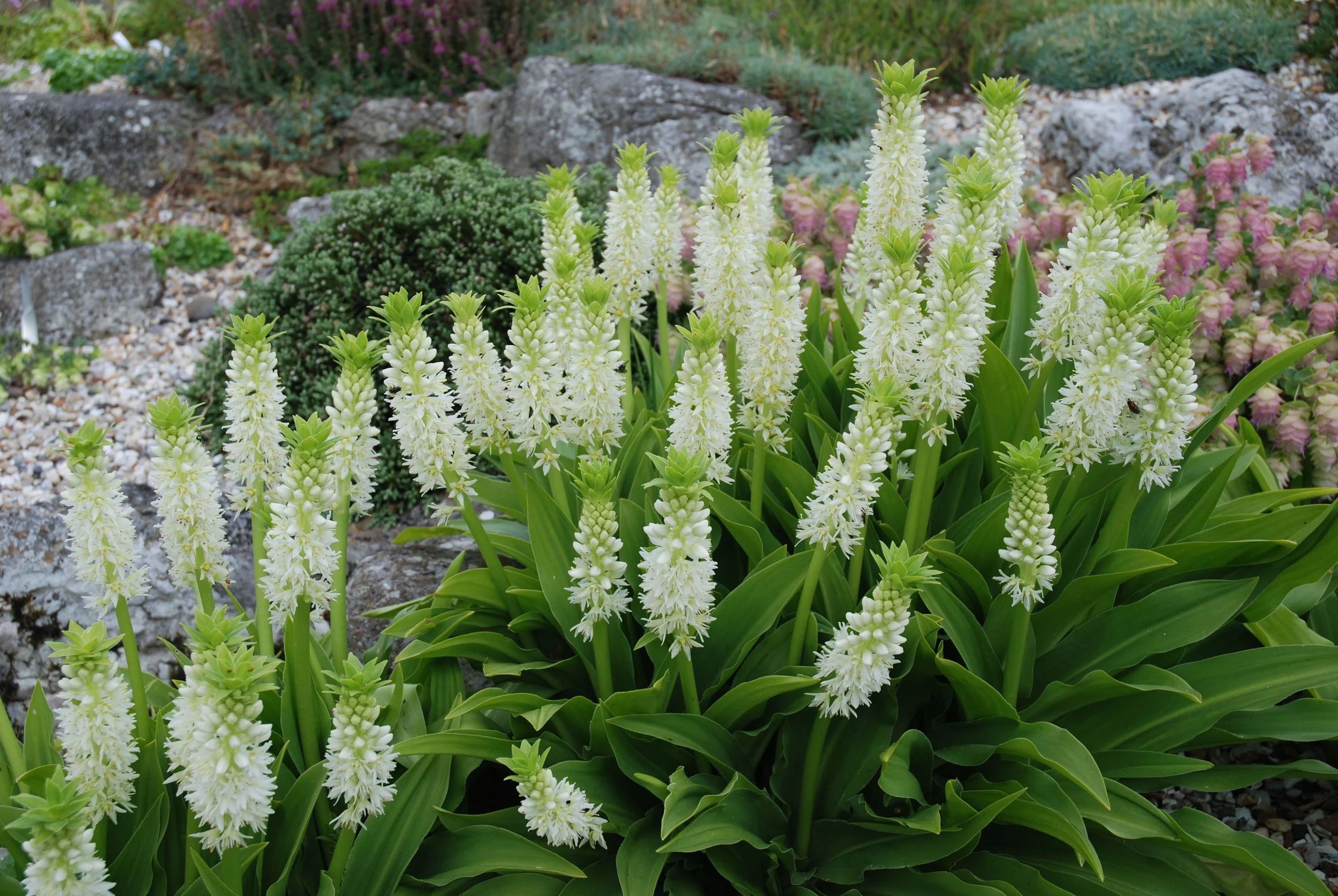 A garden with white flowering plants in the foreground, surrounded by rocks and various green bushes with purple and pink flowers in the background.