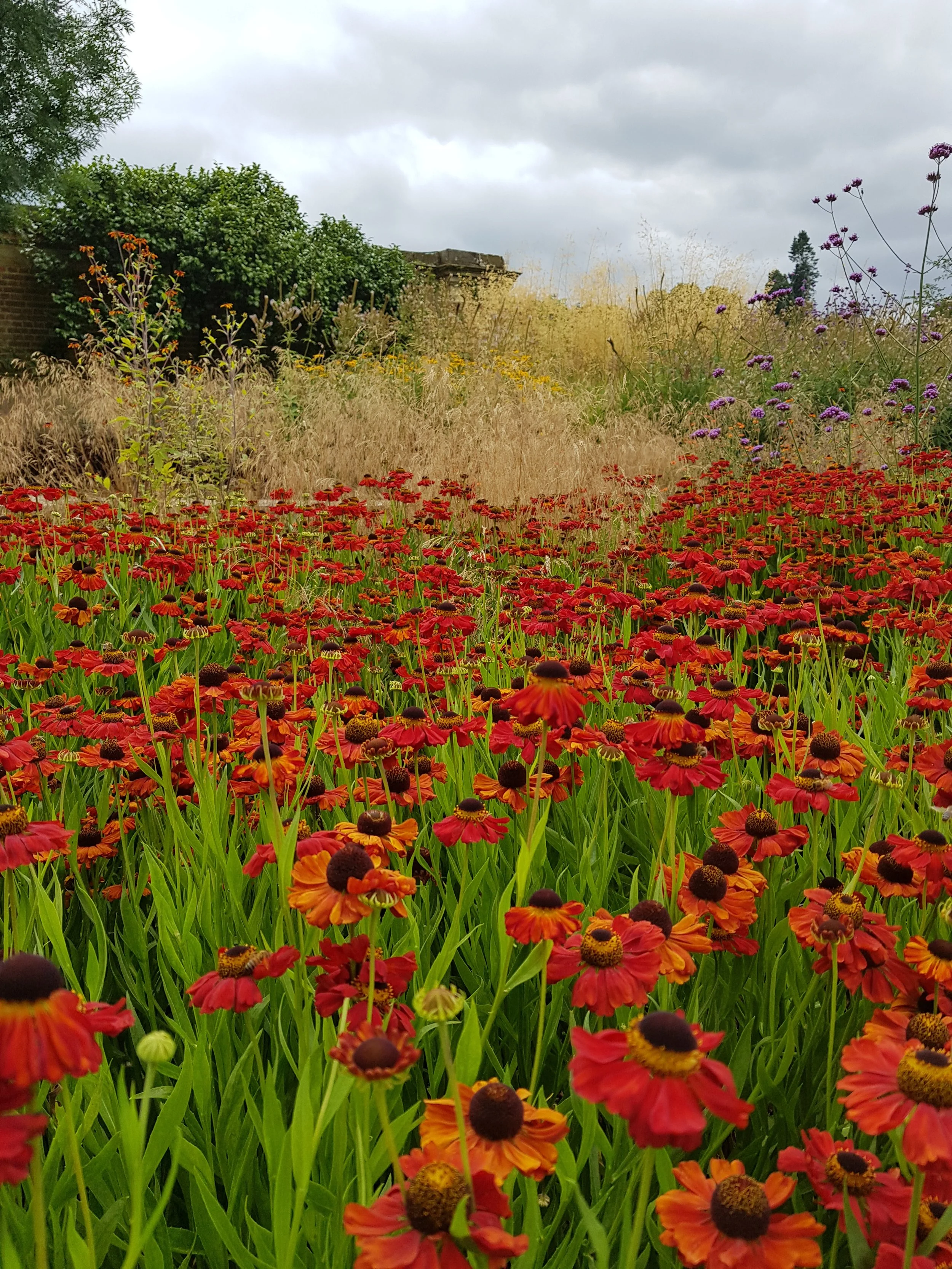 A garden with red and orange flowers in the foreground, tall purple flowers on the right, tall dried grasses in the middle, and green bushes and trees in the background under a cloudy sky.