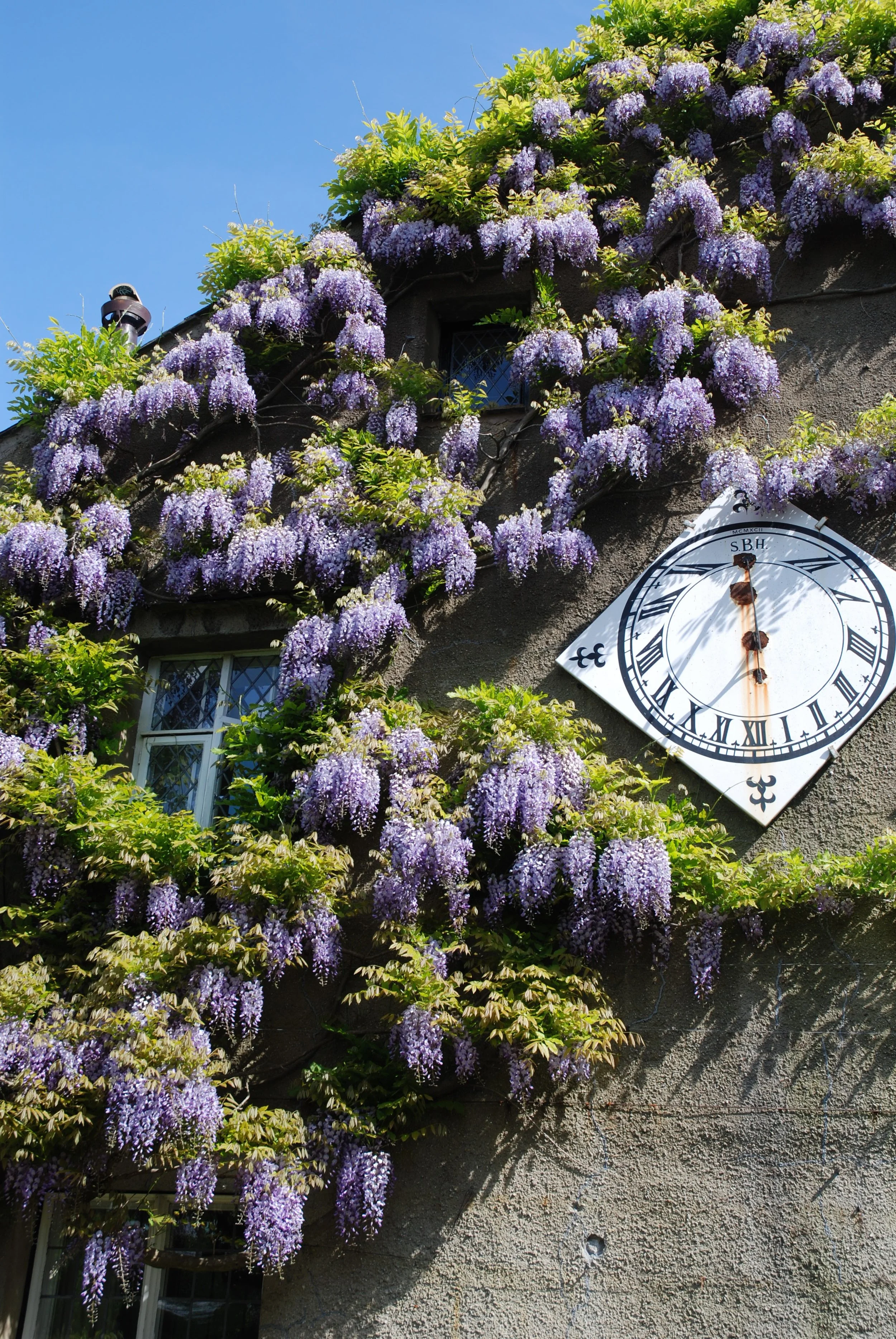 A building facade covered in purple flowering wisteria with green leaves, a round wall clock showing nearly 12:00, and part of a window at the bottom left. The sky is clear and blue.
