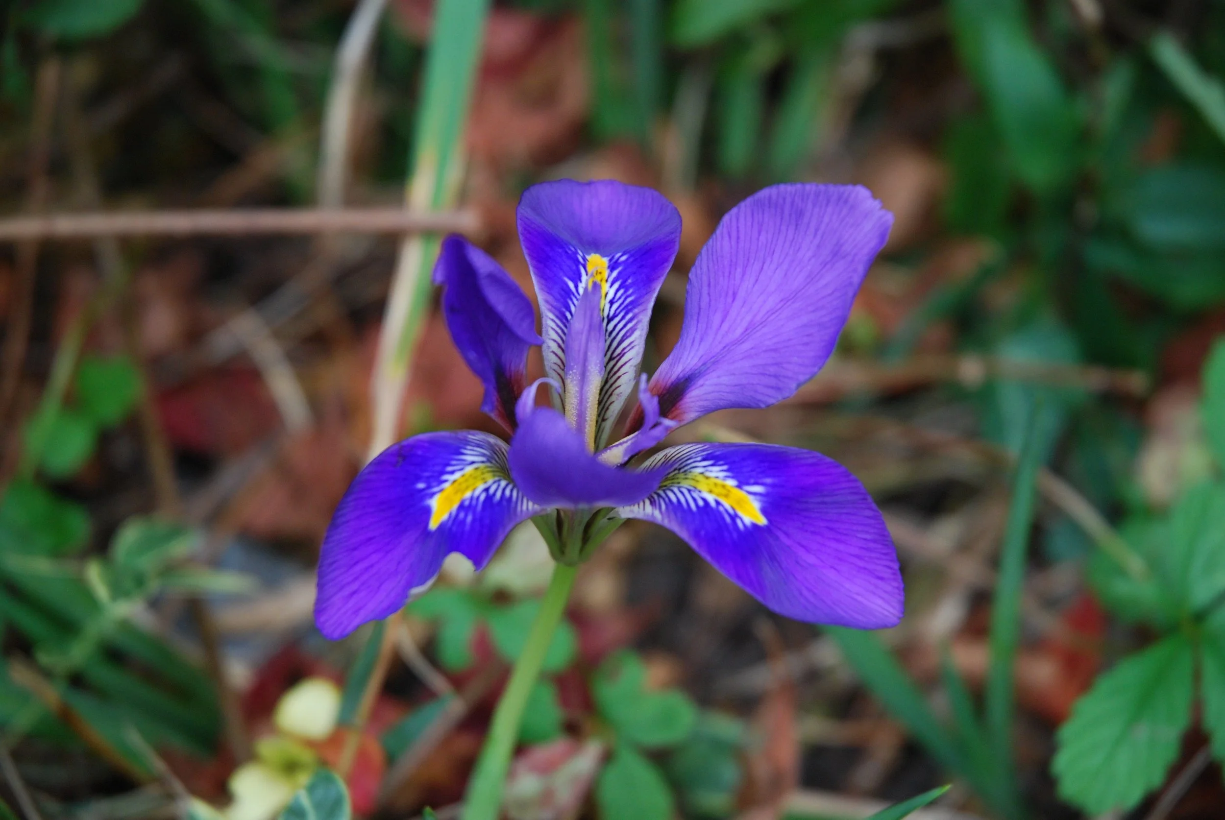 Close-up of a purple iris flower with yellow and white markings surrounded by green grass and plants.