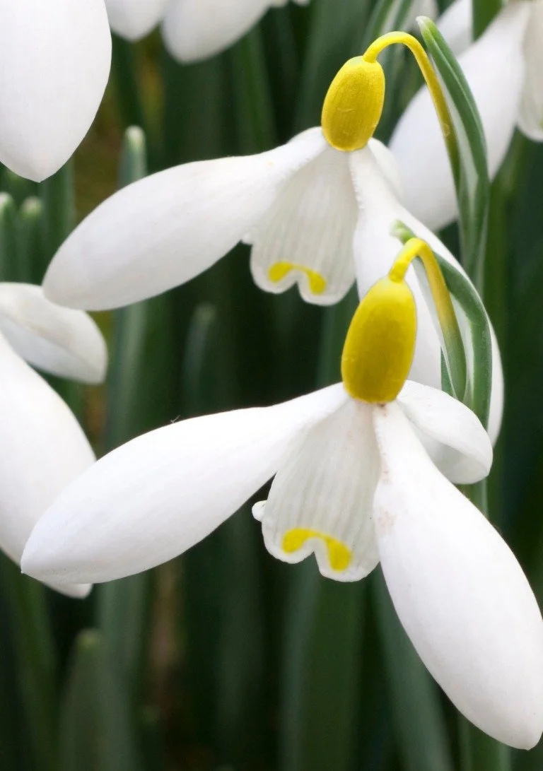 Close-up of white snowdrop flowers with yellow-tipped stamens against green foliage background.