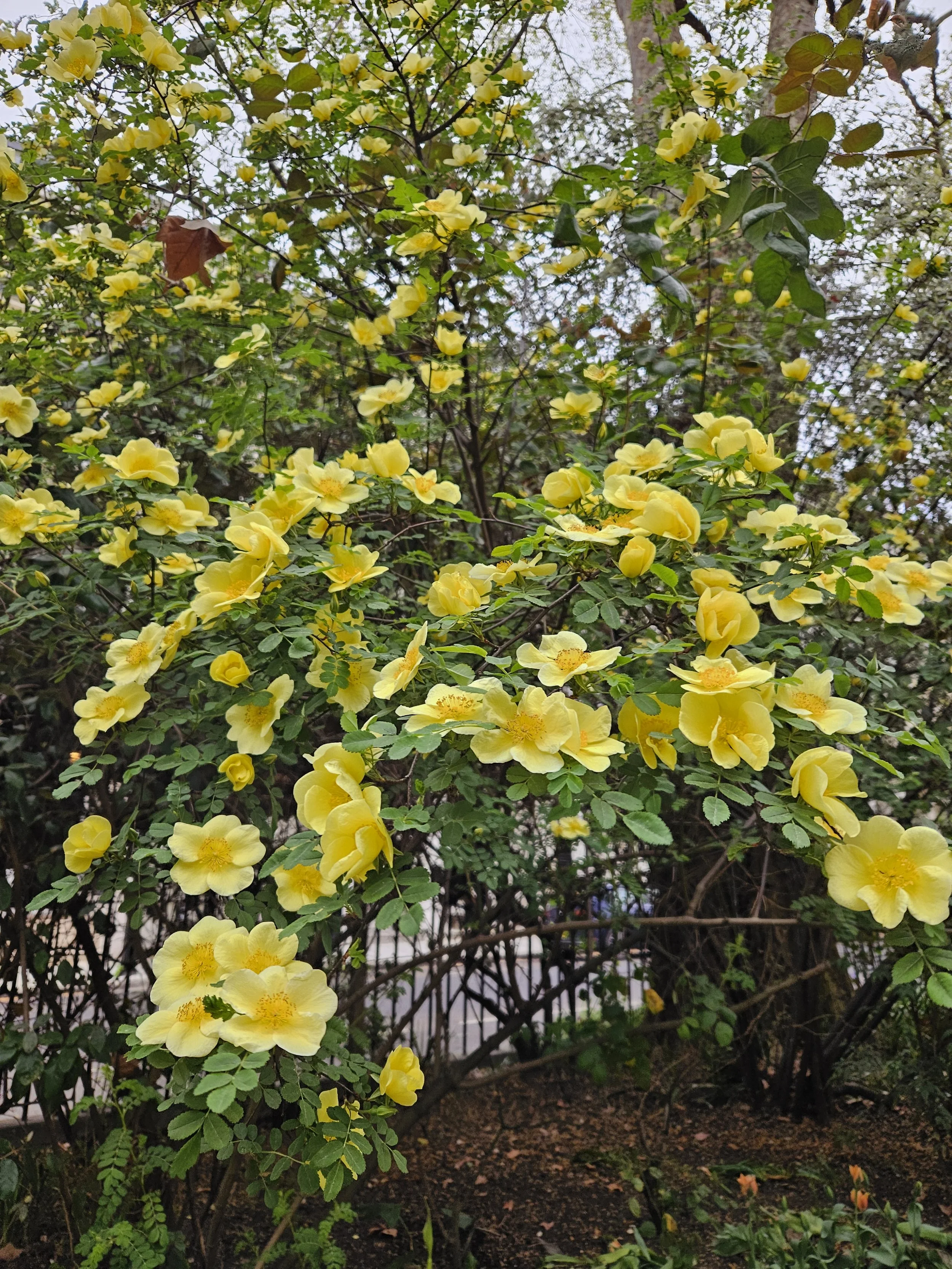A bush with abundant yellow flowers and green leaves. Some brown leaves are visible among the flowers. A tree trunk and more foliage are in the background.