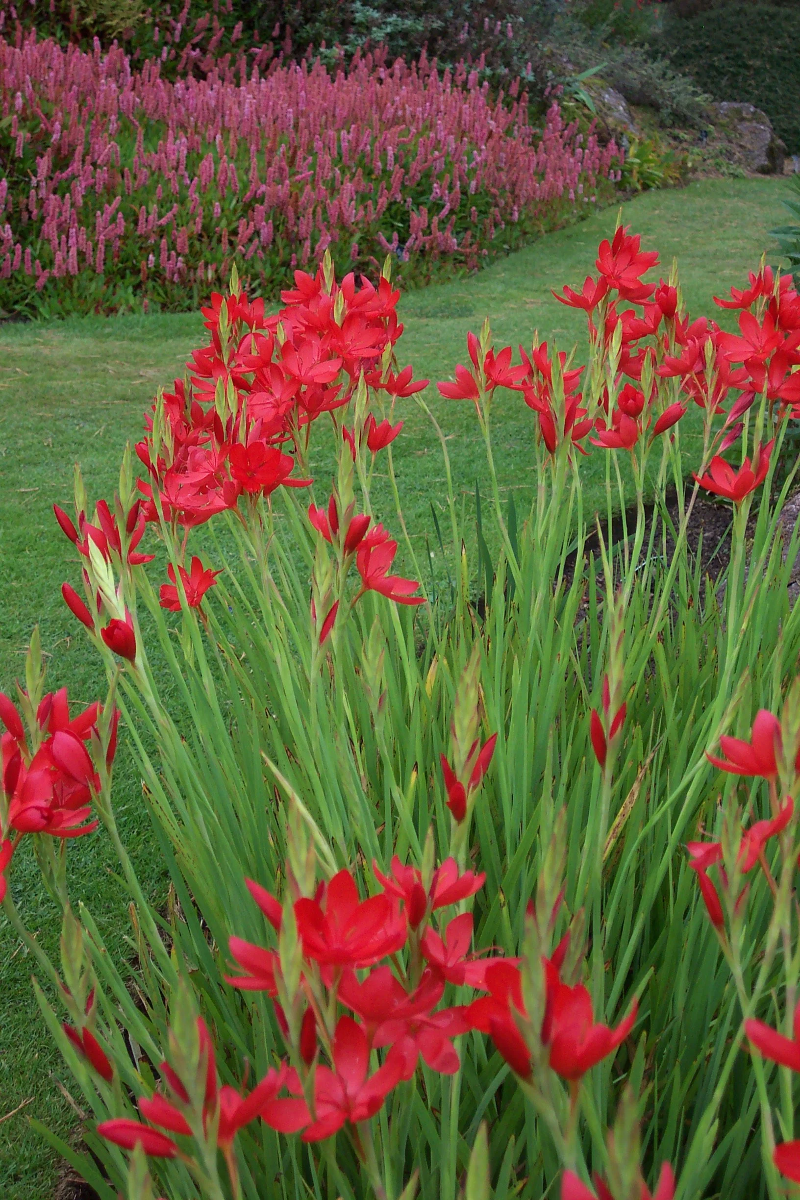 Pink and red flowers in a garden with green grass and rocks in the background.