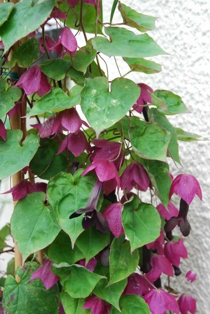 Green and purple flowering vine with heart-shaped leaves and purple flowers.