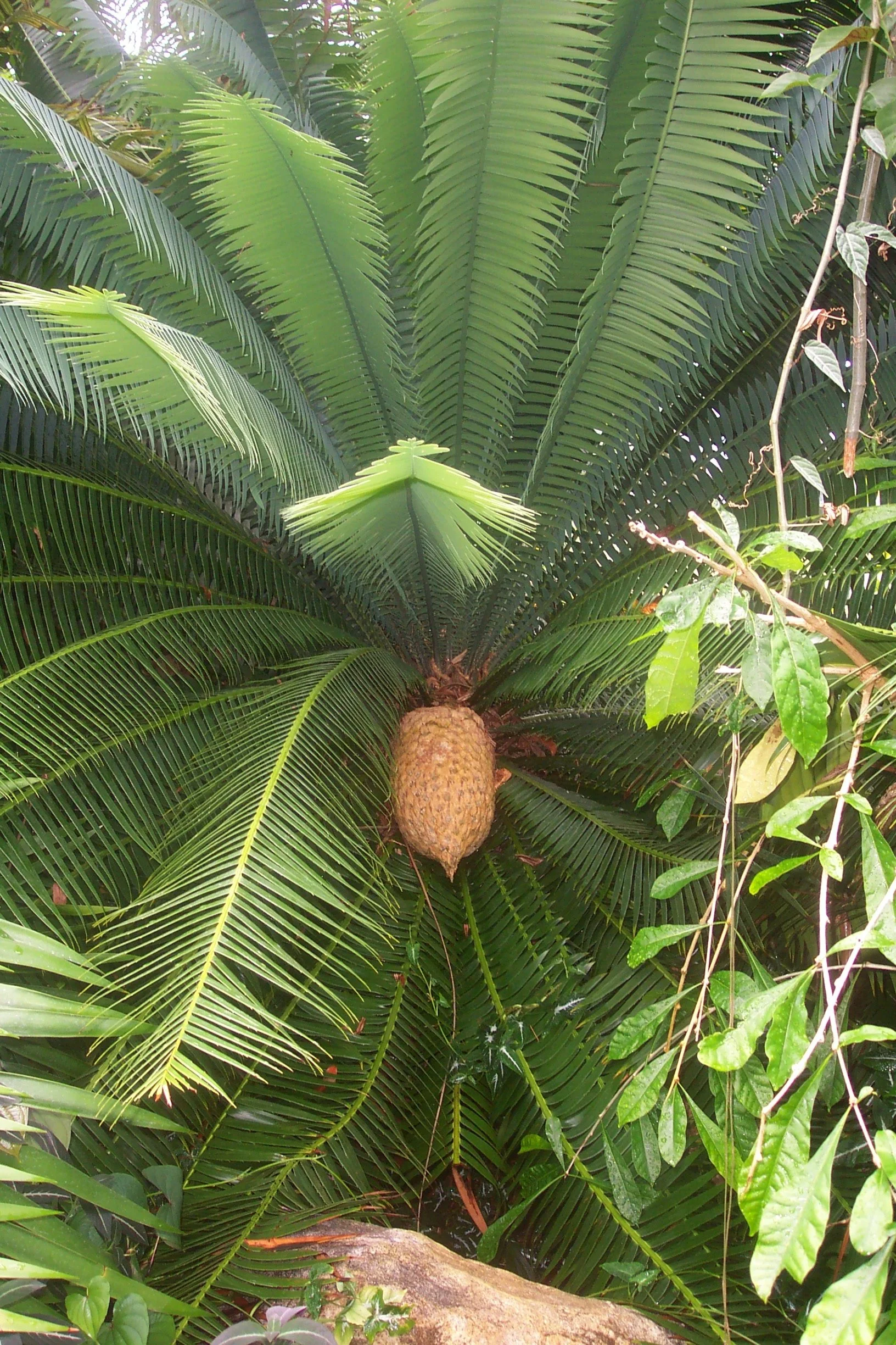 A close-up of a tropical palm with green fronds and a large, oval-shaped fruit hanging from its trunk.