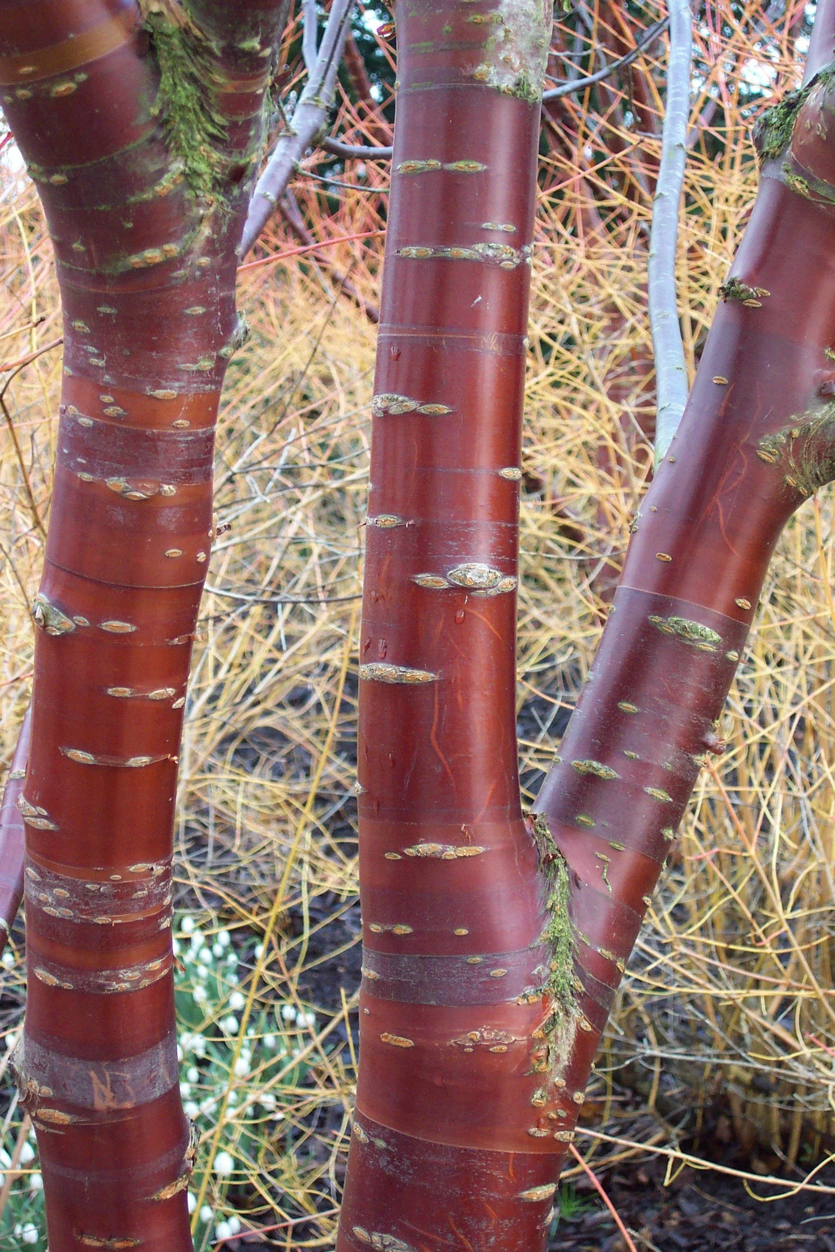 Close-up of red-brown tree trunks with green moss and small thorns, with yellow twigs and branches in the background.