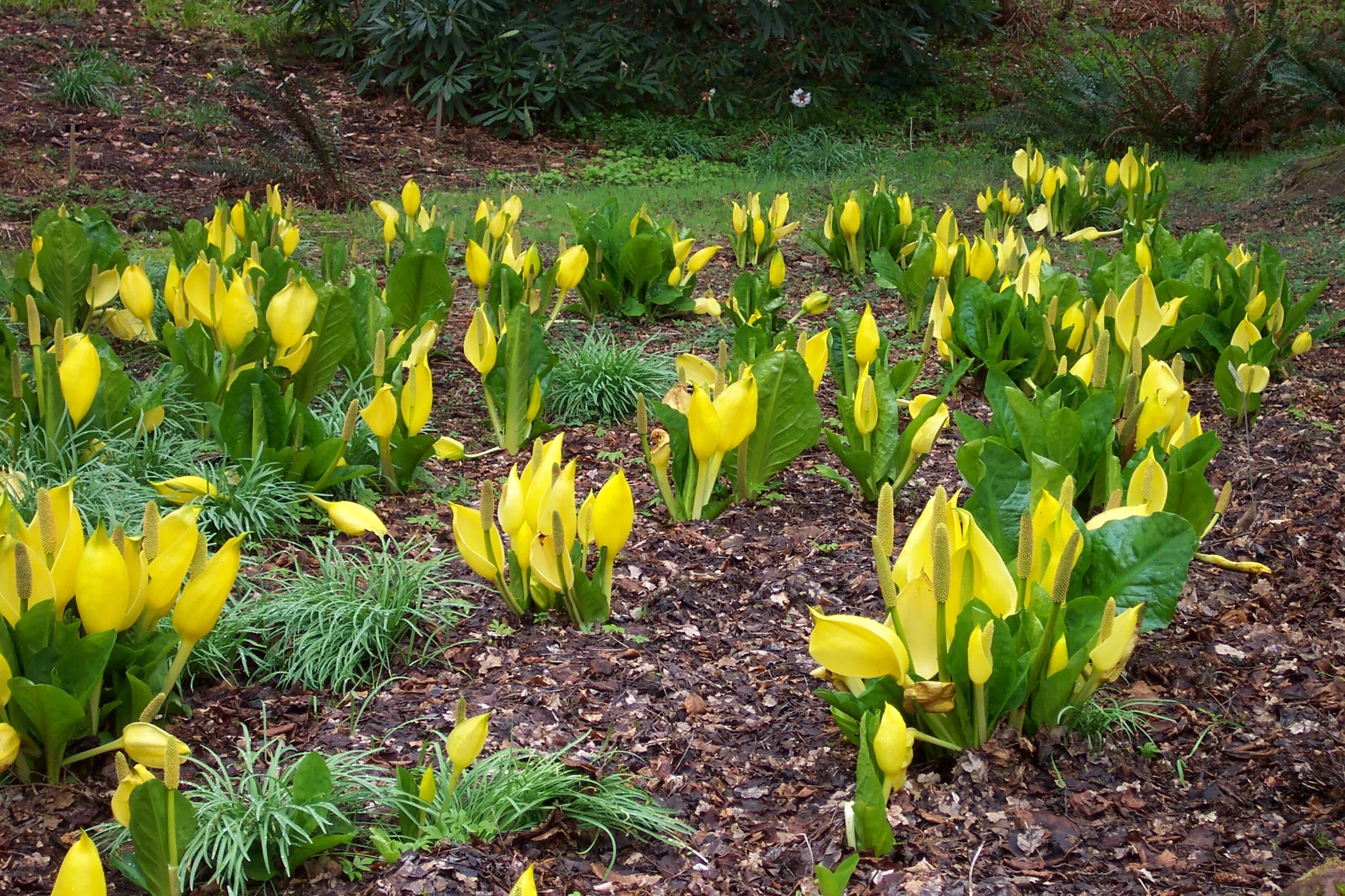 Yellow flowers with broad green leaves in a garden bed with dried leaves on the ground and green foliage in the background.