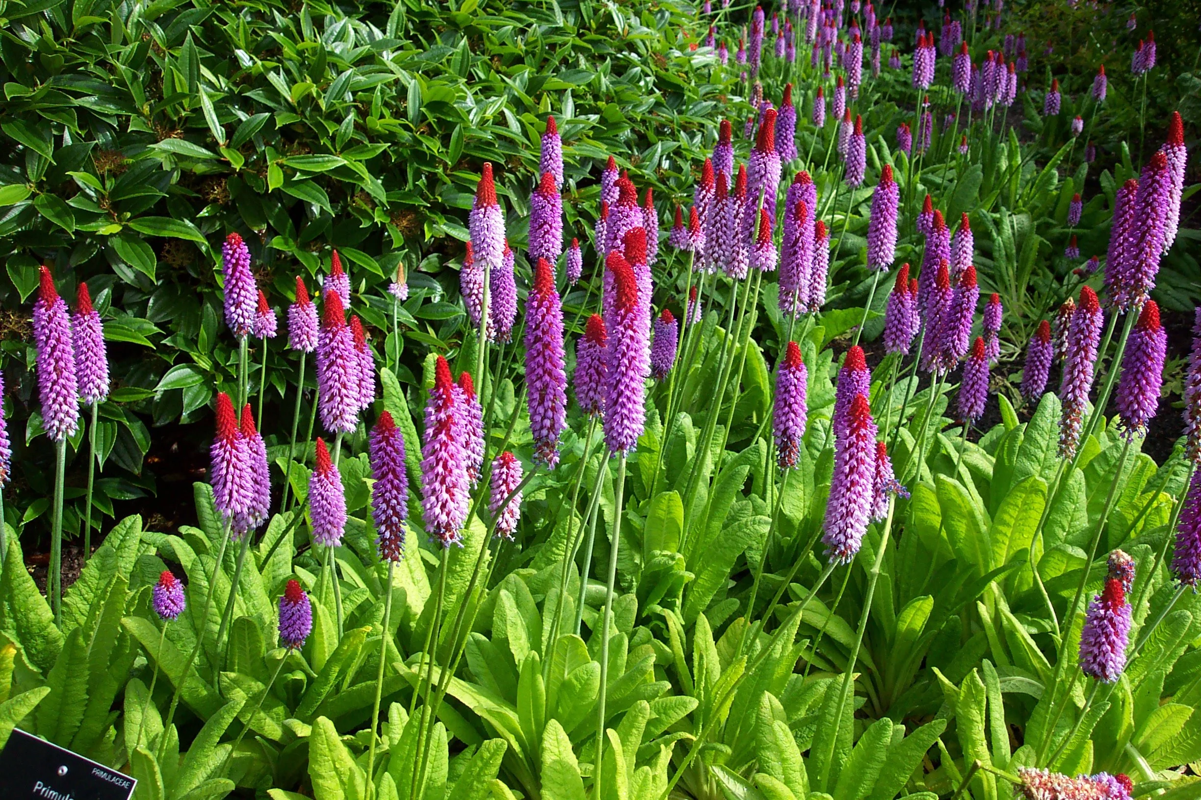 A garden bed filled with tall purple and red spikes of flowering plants called primula, surrounded by green lush leaves.