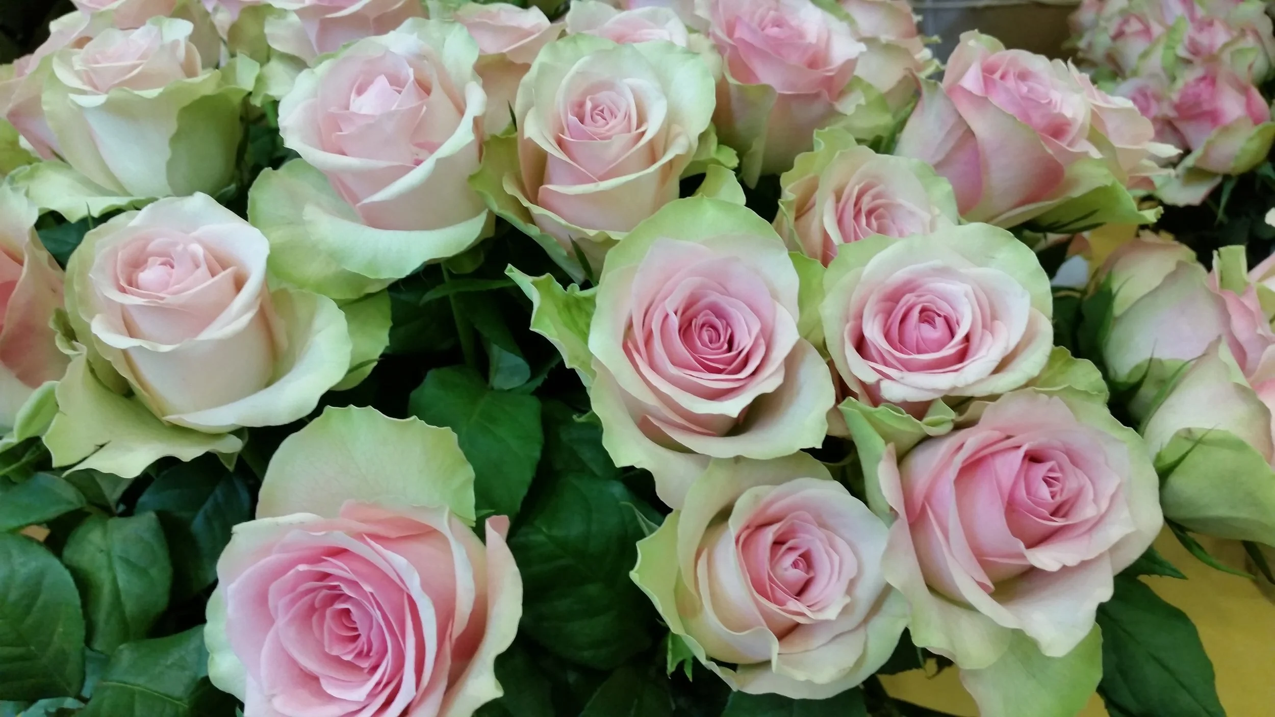 Close-up of a bouquet of pale pink roses with green leaves.