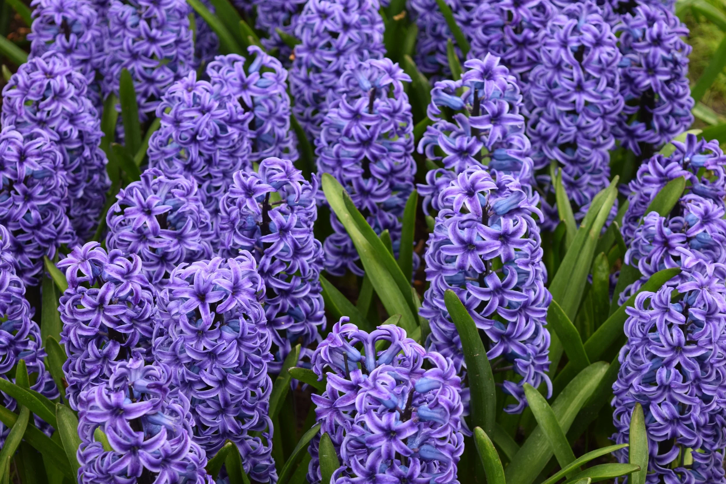 Close-up of purple hyacinth flowers with green leaves.